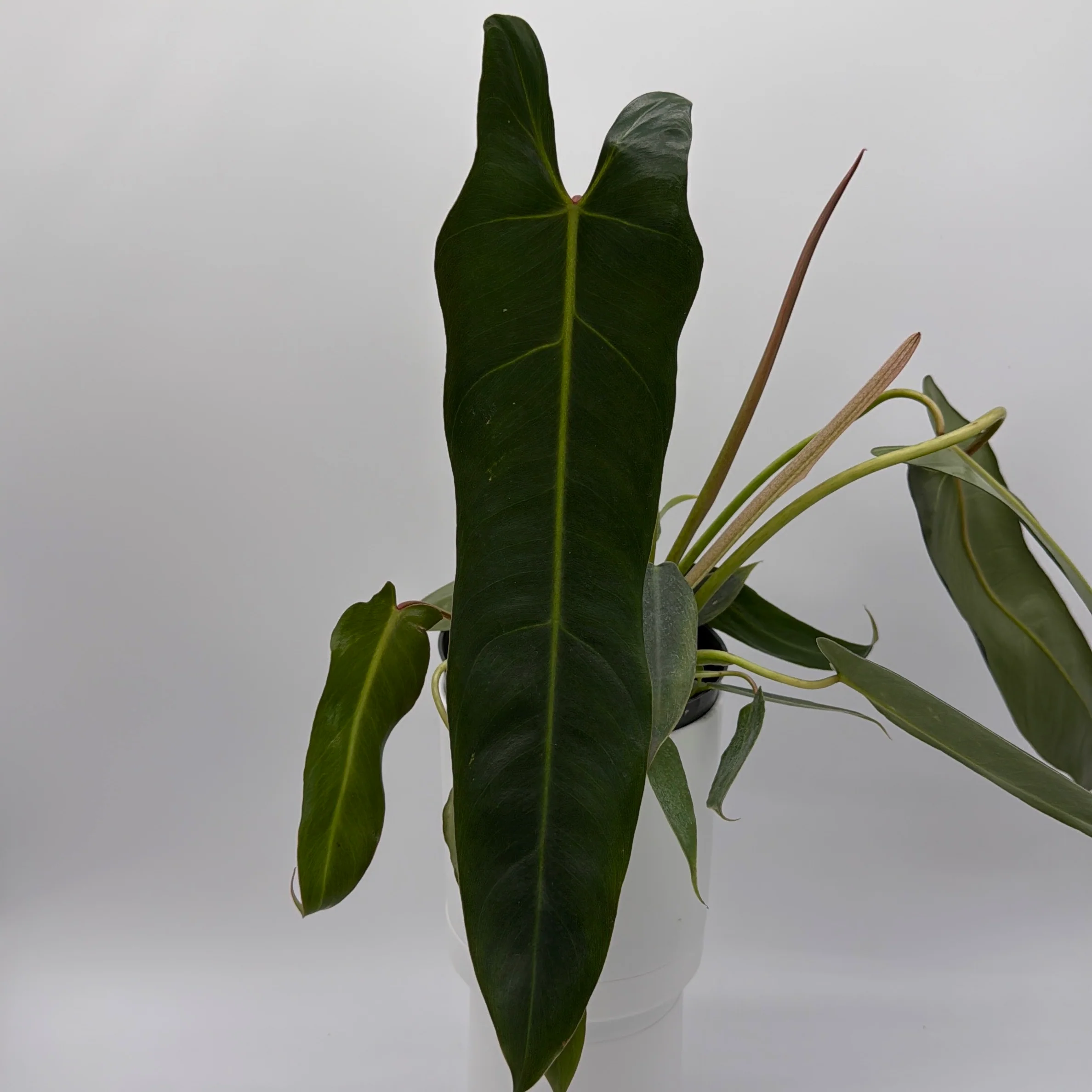 Philodendron Spiritus Sancti - Image 7