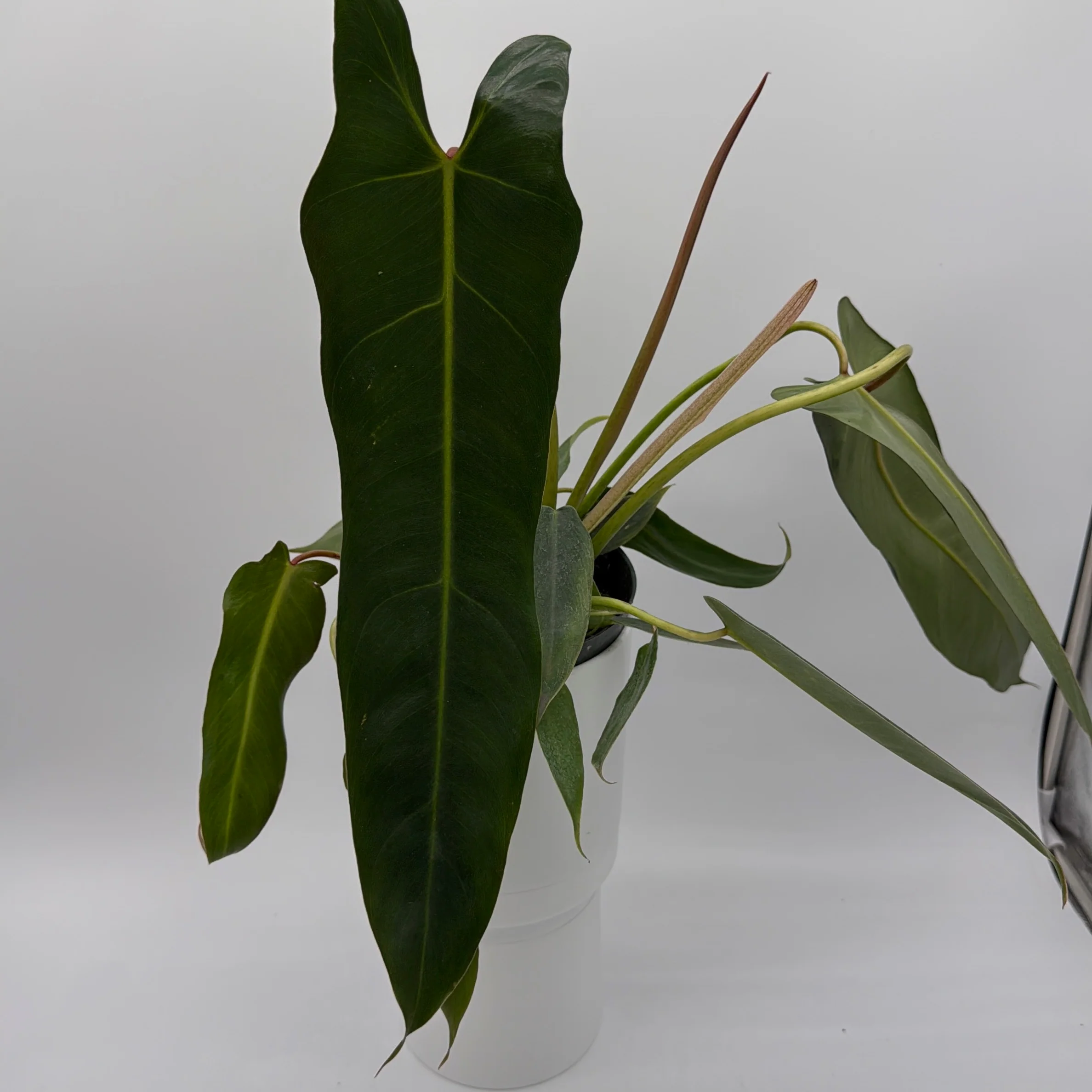 Philodendron Spiritus Sancti - Image 9