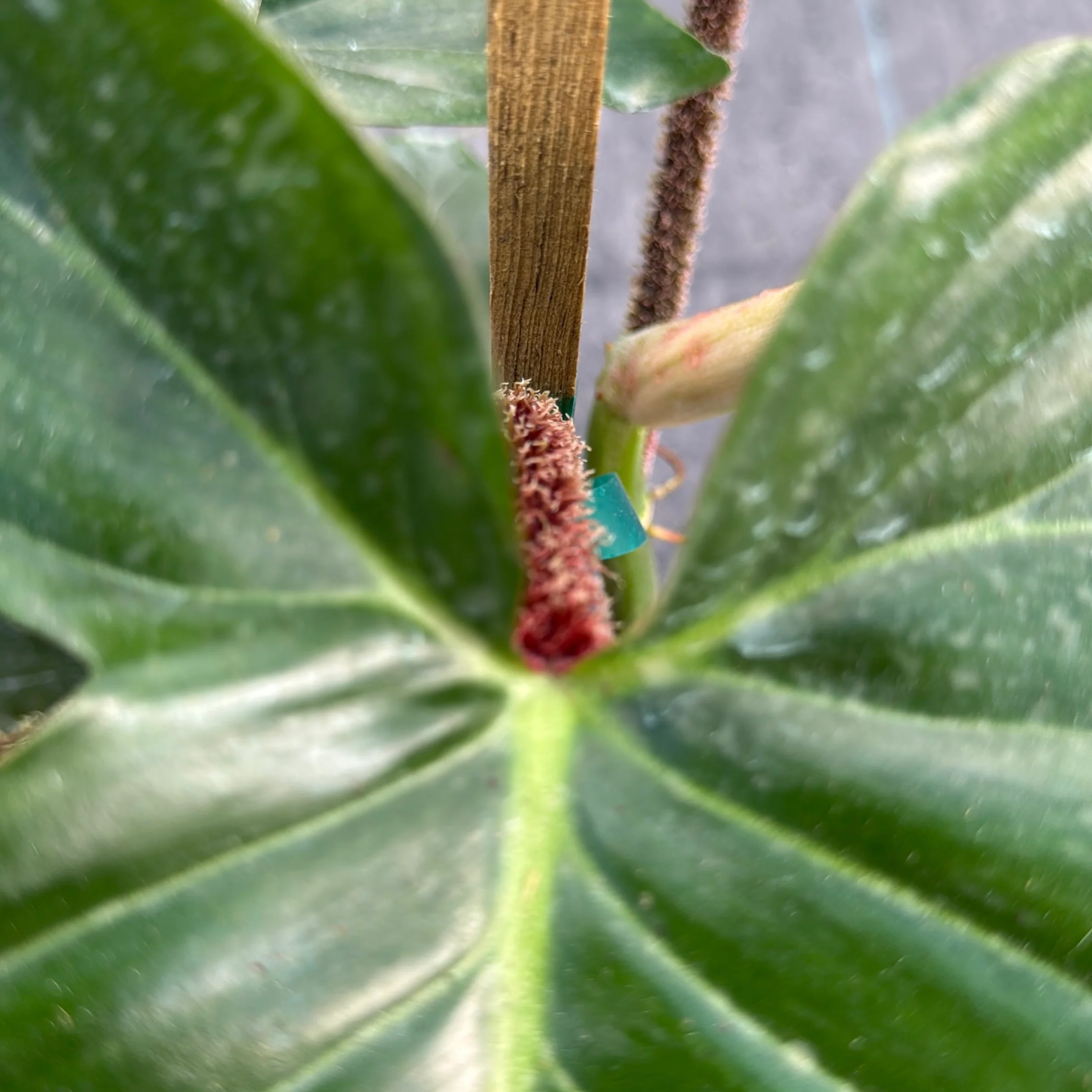Philodendron Squamiferum - Image 3