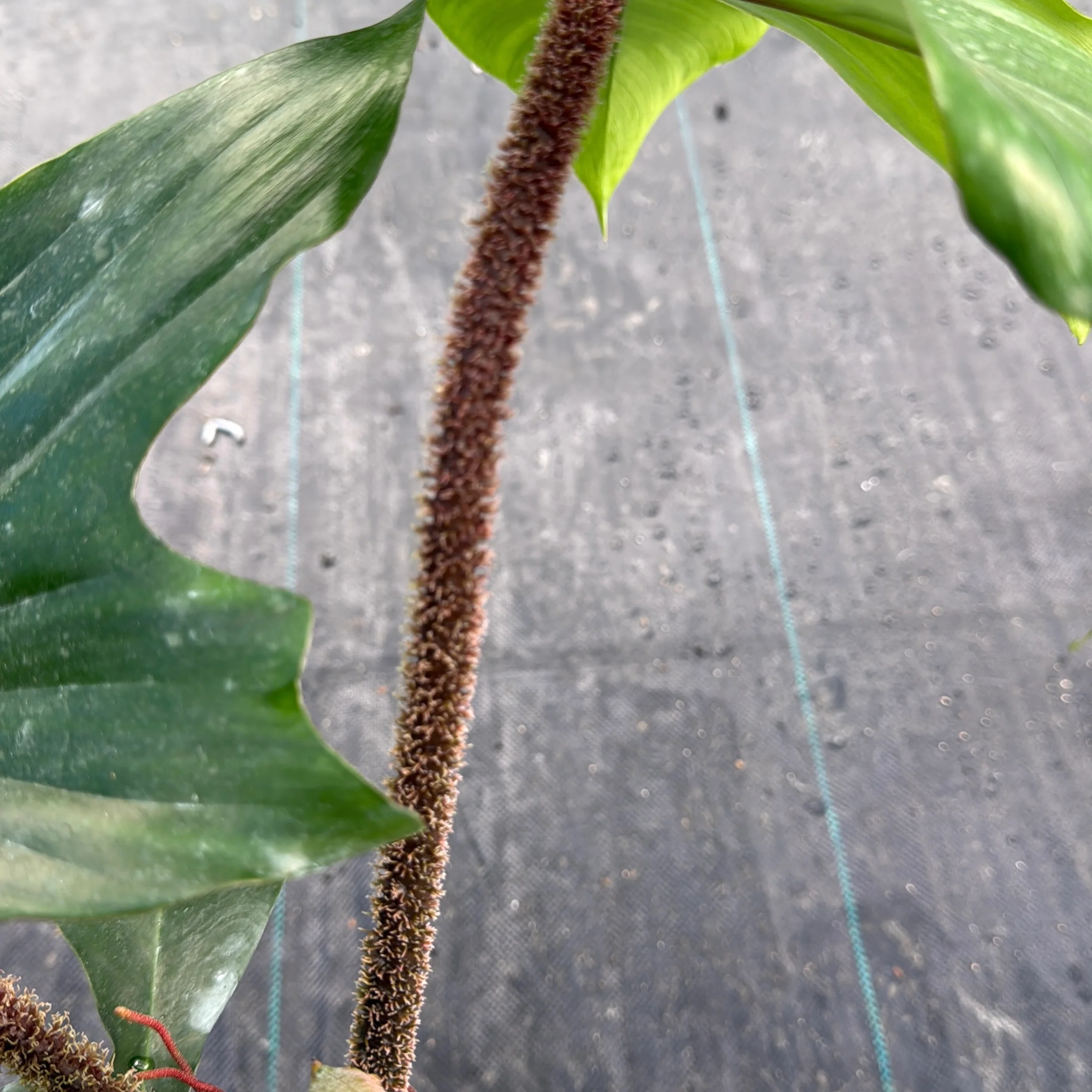Philodendron Squamiferum - Image 4