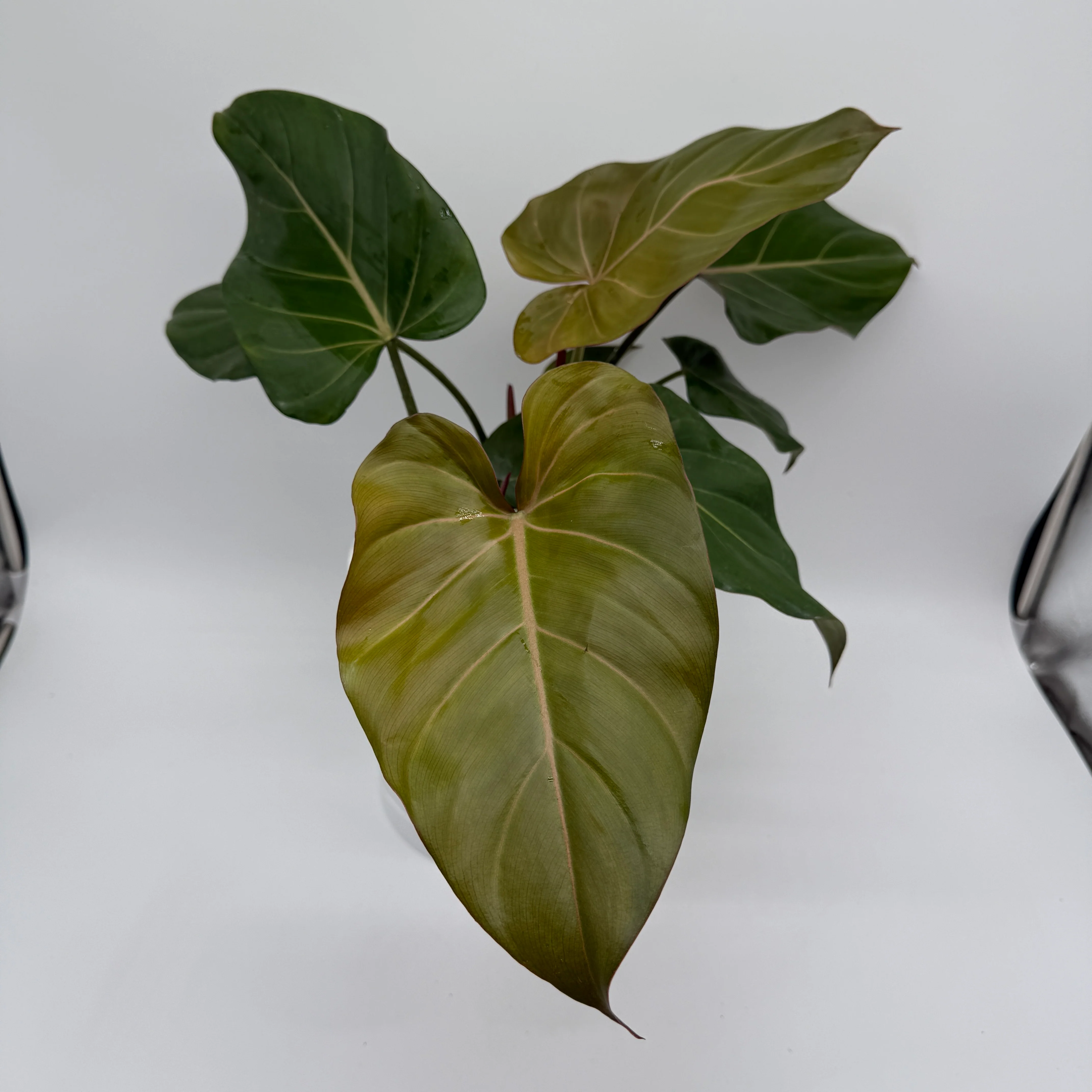 Philodendron 'Summer Glory' - Image 2