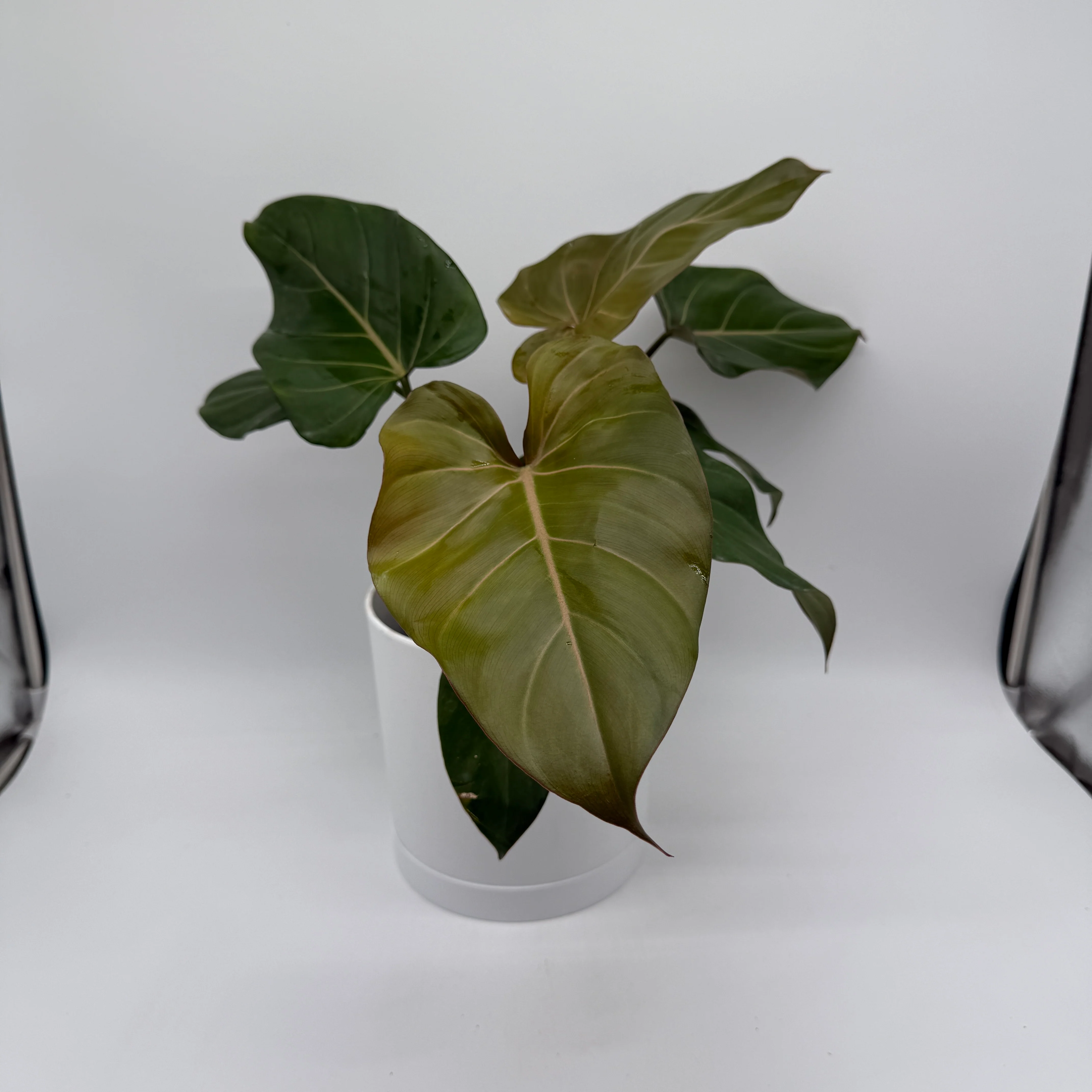 Philodendron 'Summer Glory' - Image 3