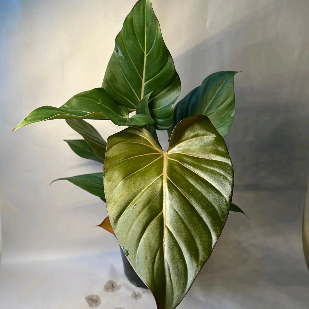 Philodendron 'Summer Glory' - Image 4