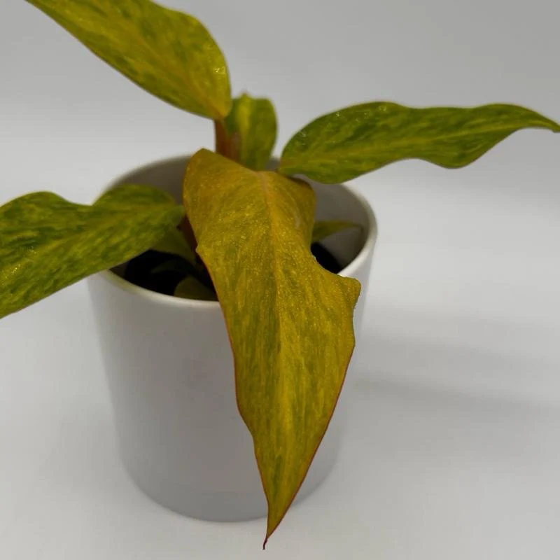 Philodendron ‘Tangerine’ - Image 2
