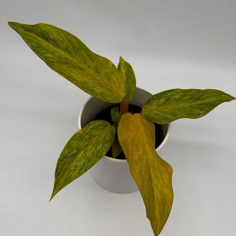 Philodendron ‘Tangerine’ - Image 3
