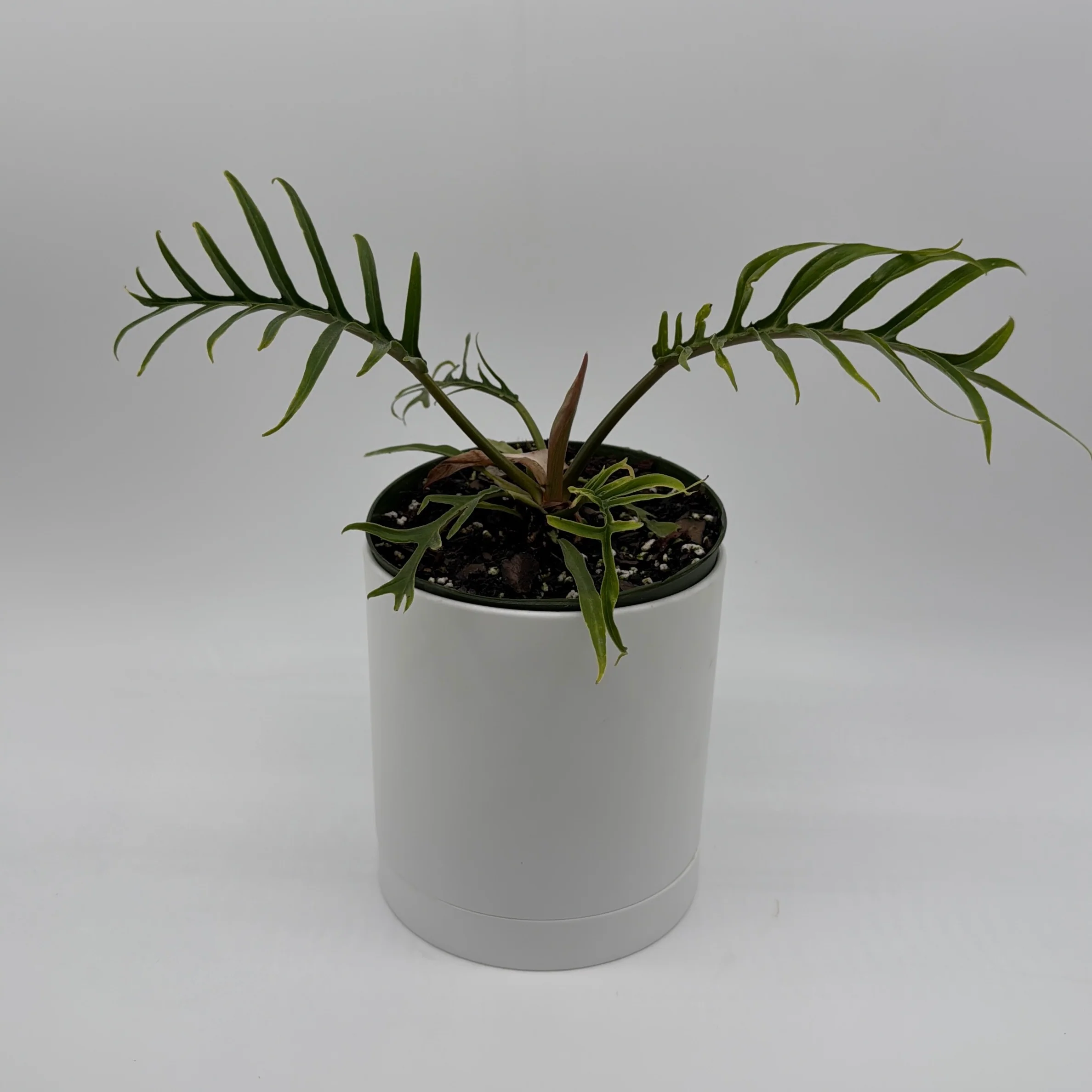 Philodendron Tortum