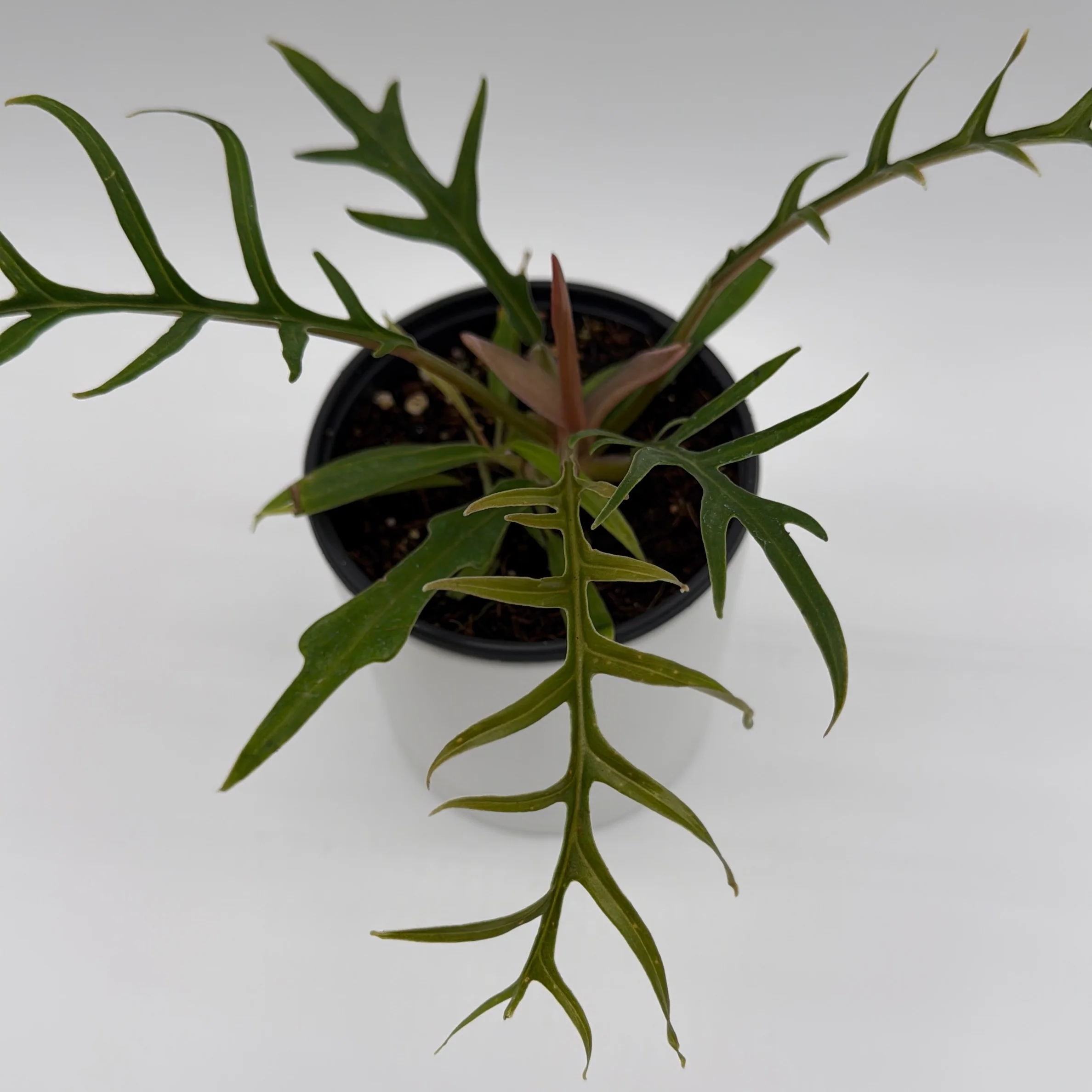 Philodendron Tortum - Image 2