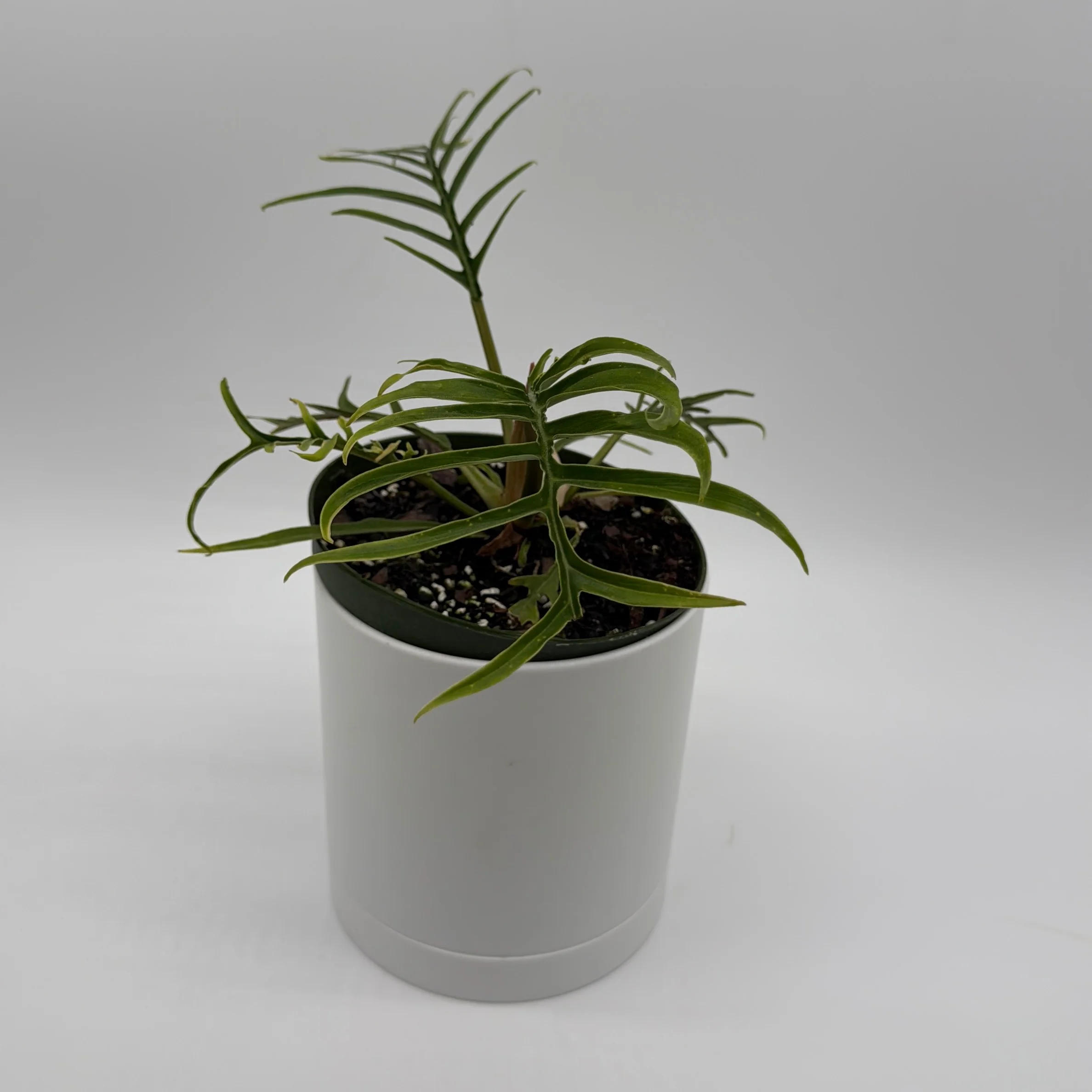 Philodendron Tortum - Image 6