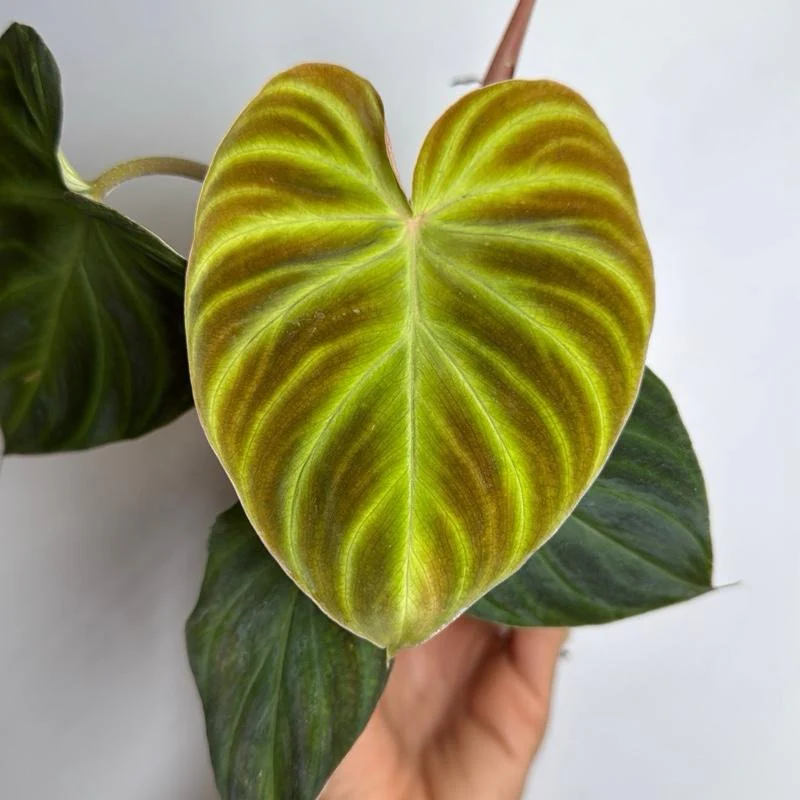 Philodendron Verrucosum - Image 3