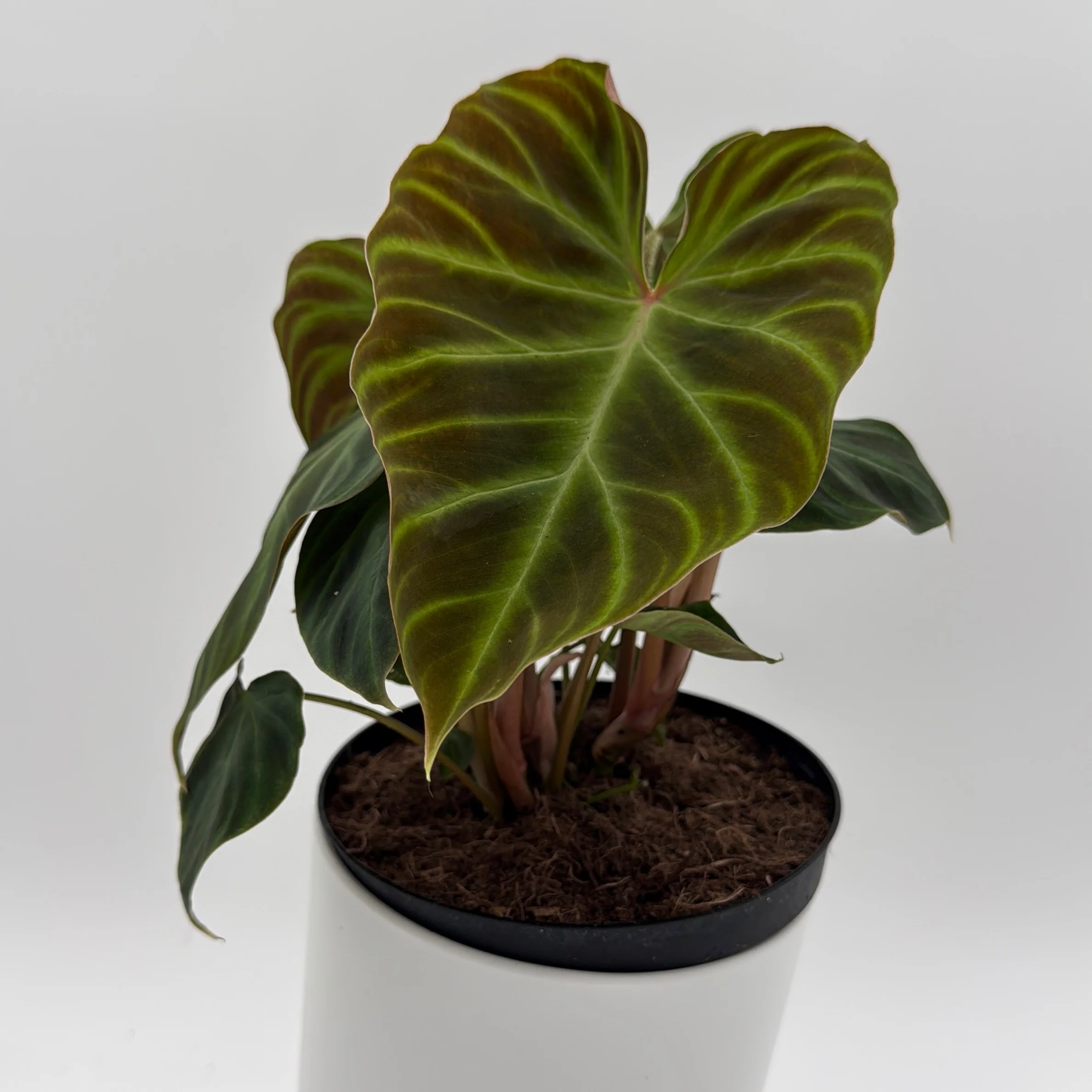 Philodendron Verrucosum - Image 4
