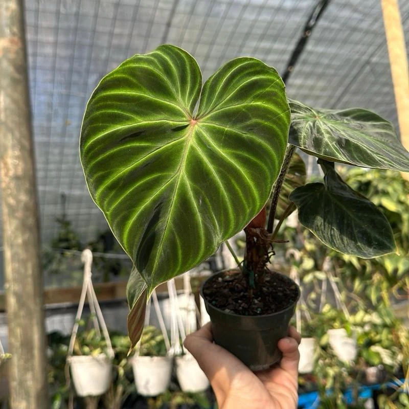 Philodendron Verrucosum - Image 5