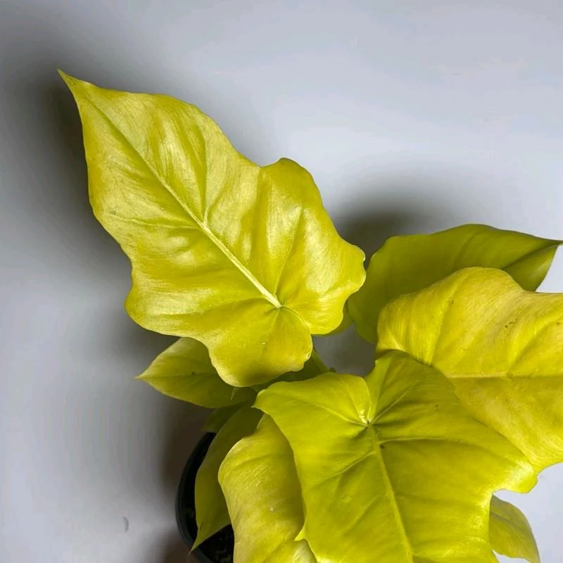 Philodendron Warscewiczii Aurea - Image 2