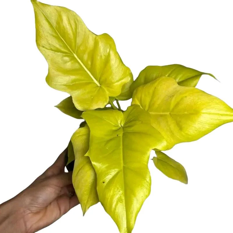 Philodendron Warscewiczii Aurea - Image 3