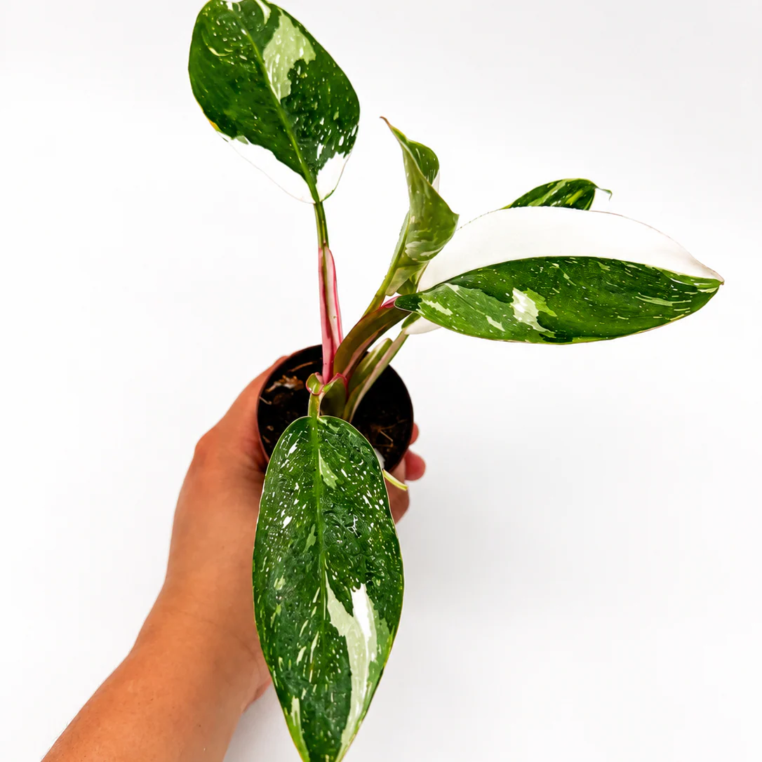Philodendron White Princess - Image 3