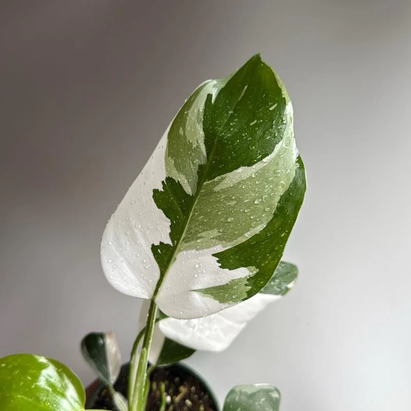 Philodendron White Princess - Image 4