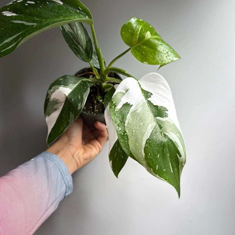 Philodendron White Princess - Image 5