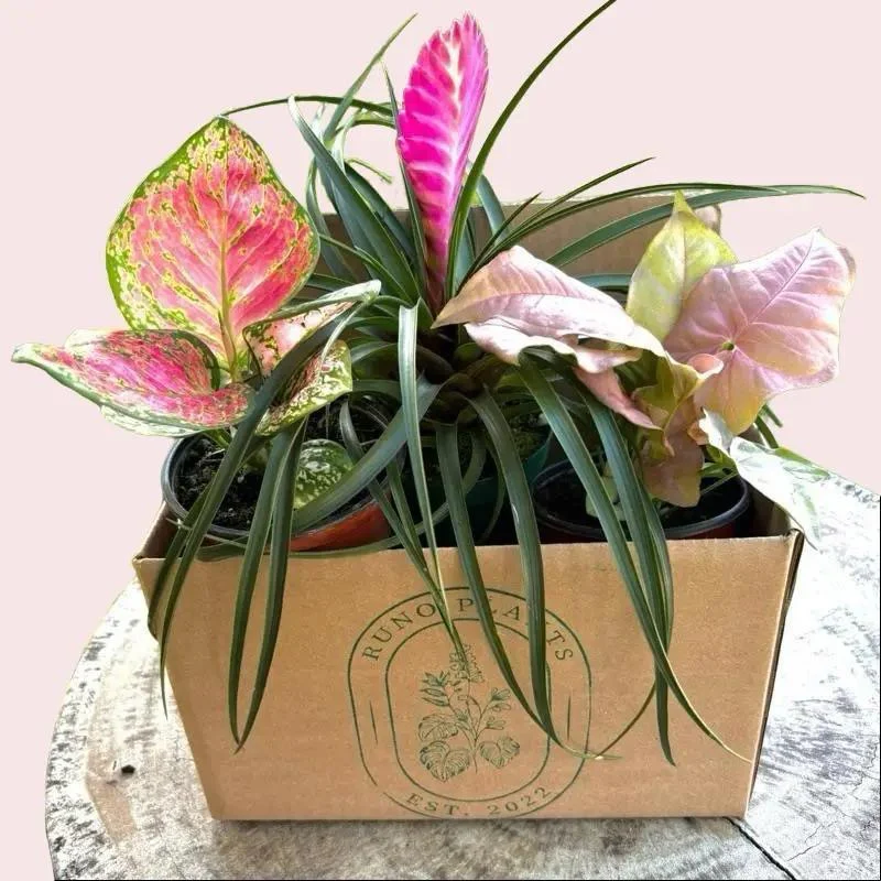 Pink Plant Mystery Bundle Box - 3 Pink Plants - Image 3