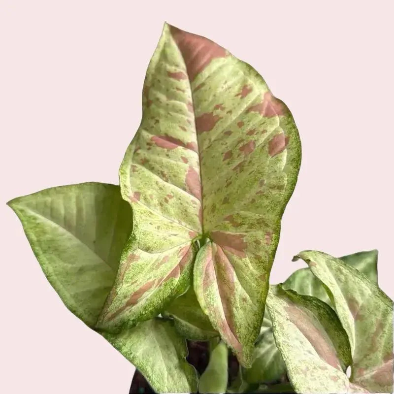 Pink Plant Mystery Bundle Box - 3 Pink Plants - Image 4