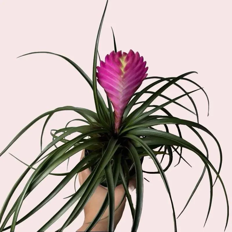 Pink Plant Mystery Bundle Box - 3 Pink Plants - Image 5