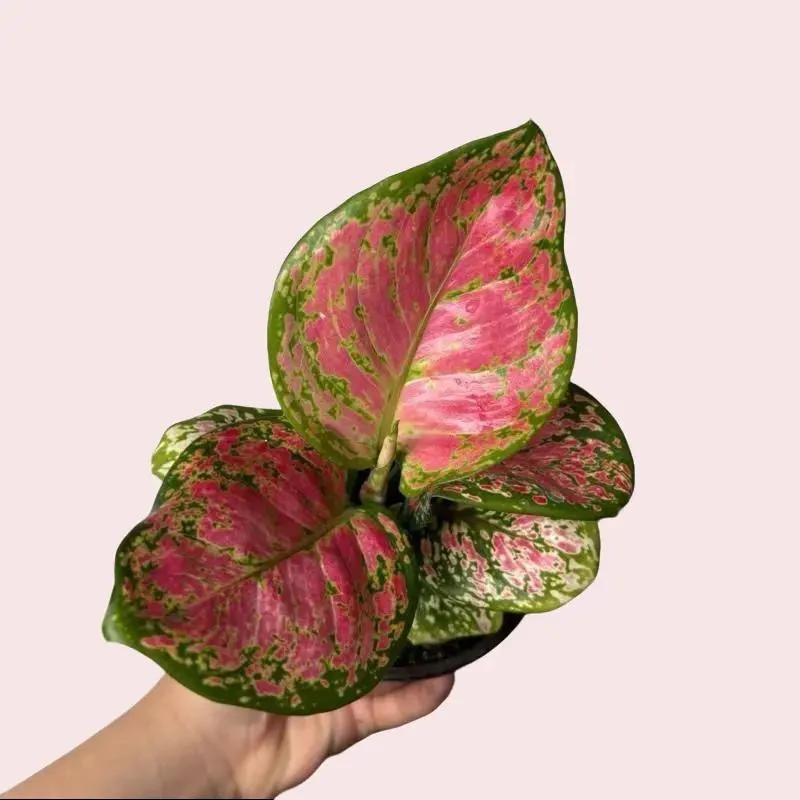 Pink Plant Mystery Bundle Box - 3 Pink Plants - Image 6