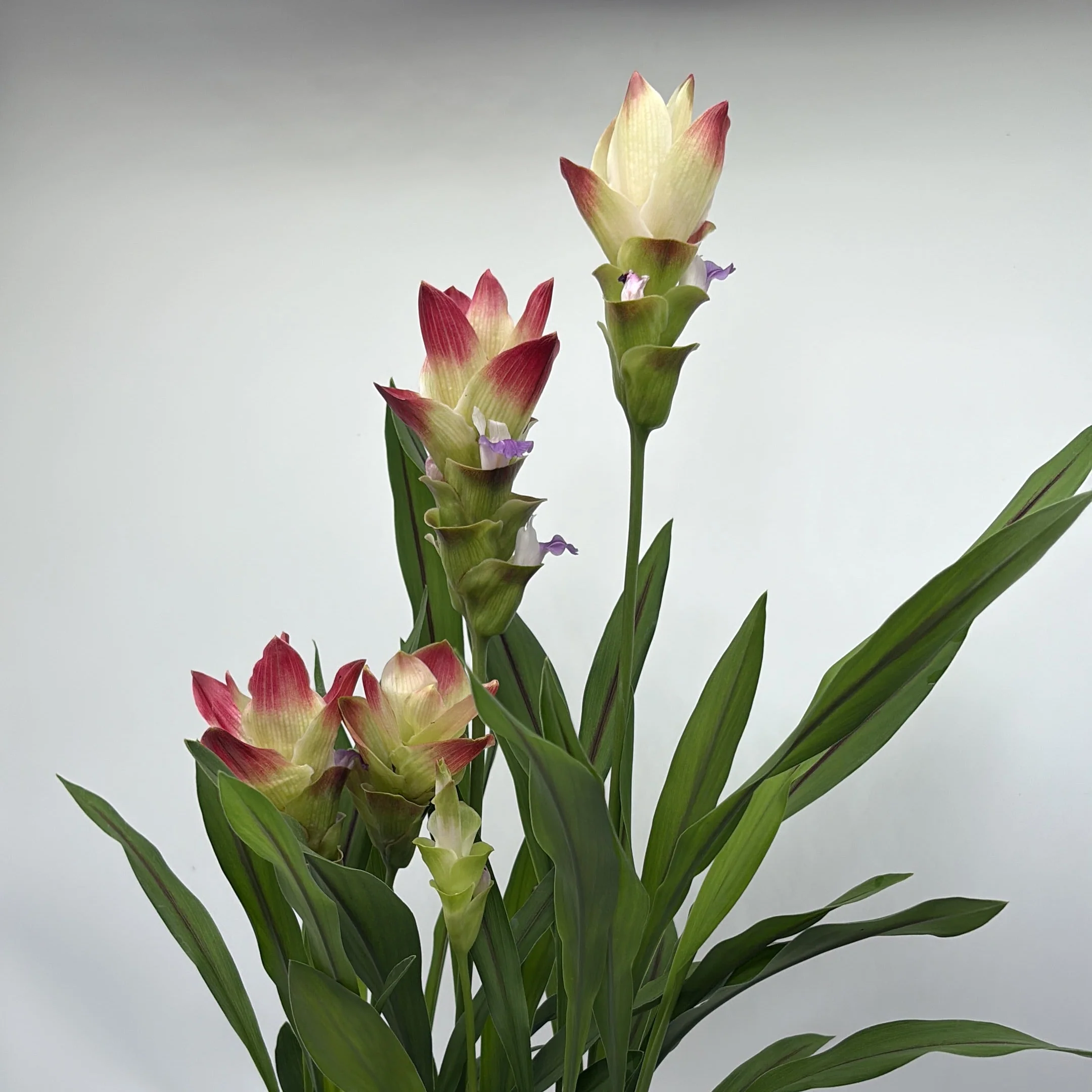 Pink Siam Tulip - Image 2