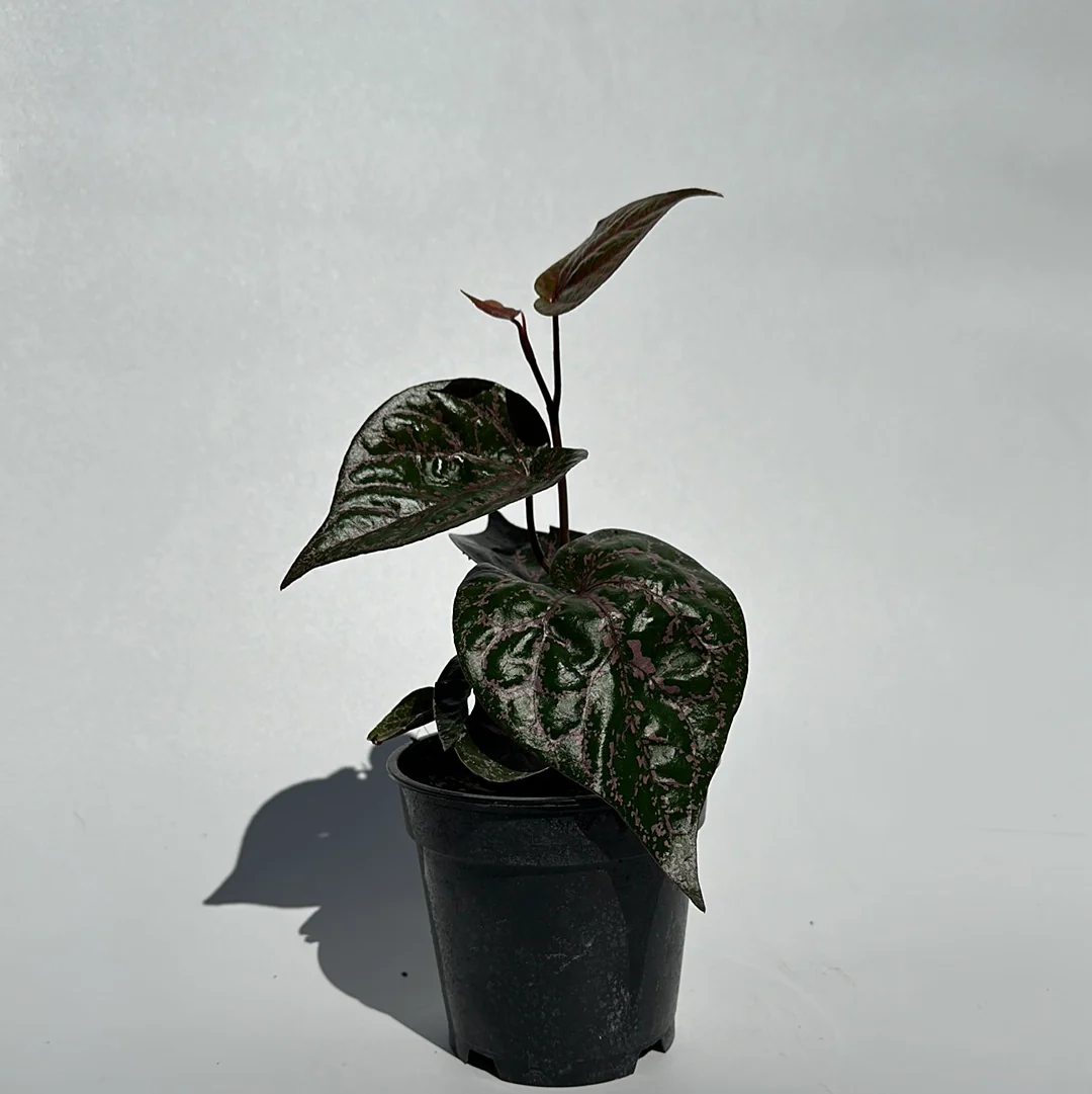 Piper Crocatum - Image 2