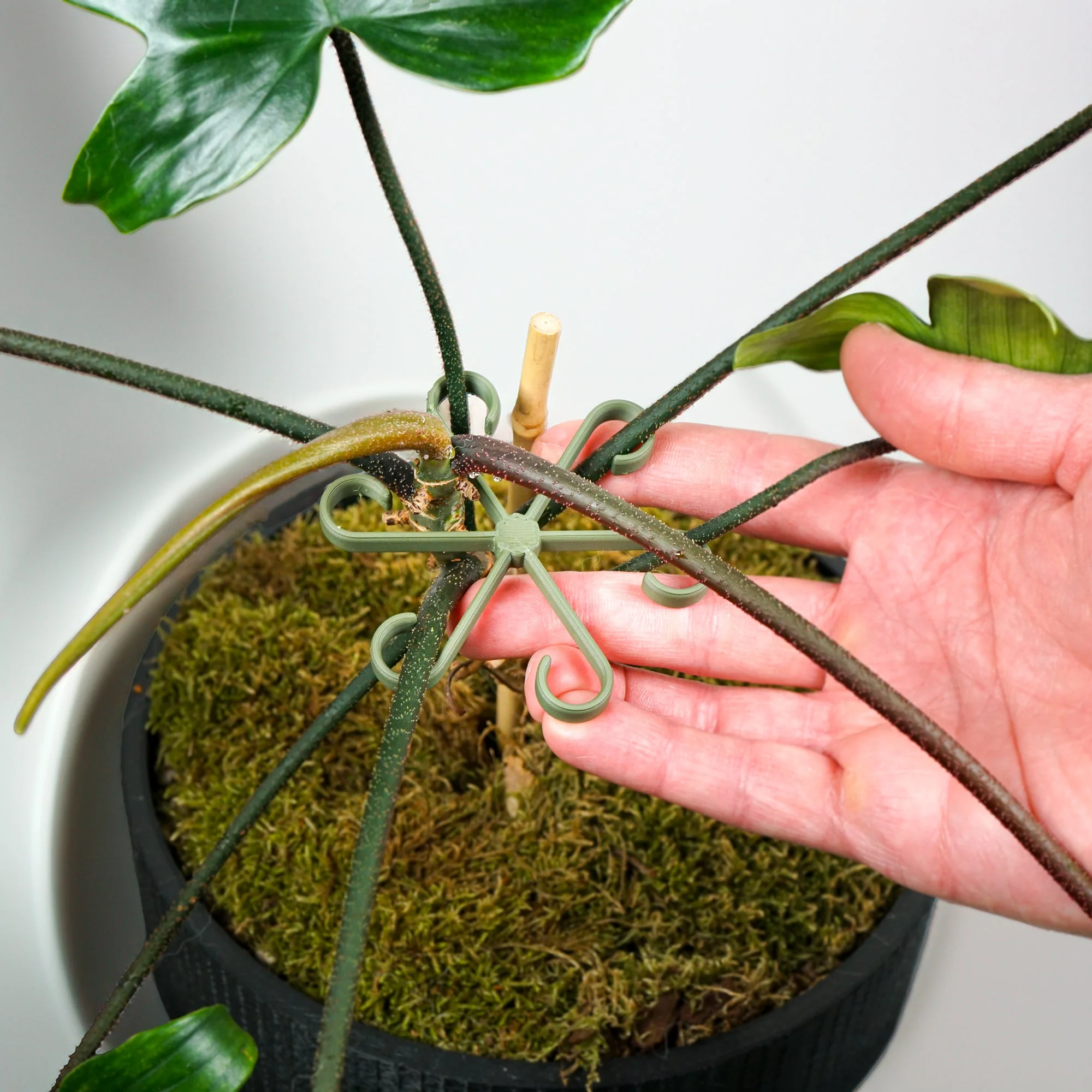 Plant Stem Supports - Image 2