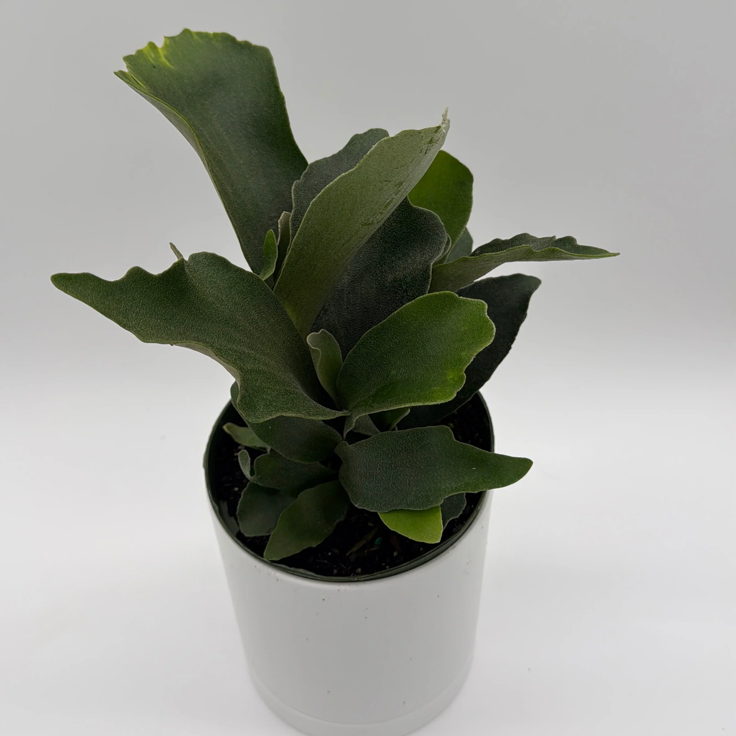 Platycerium Bifurcatum (Staghorn Fern) - Image 3