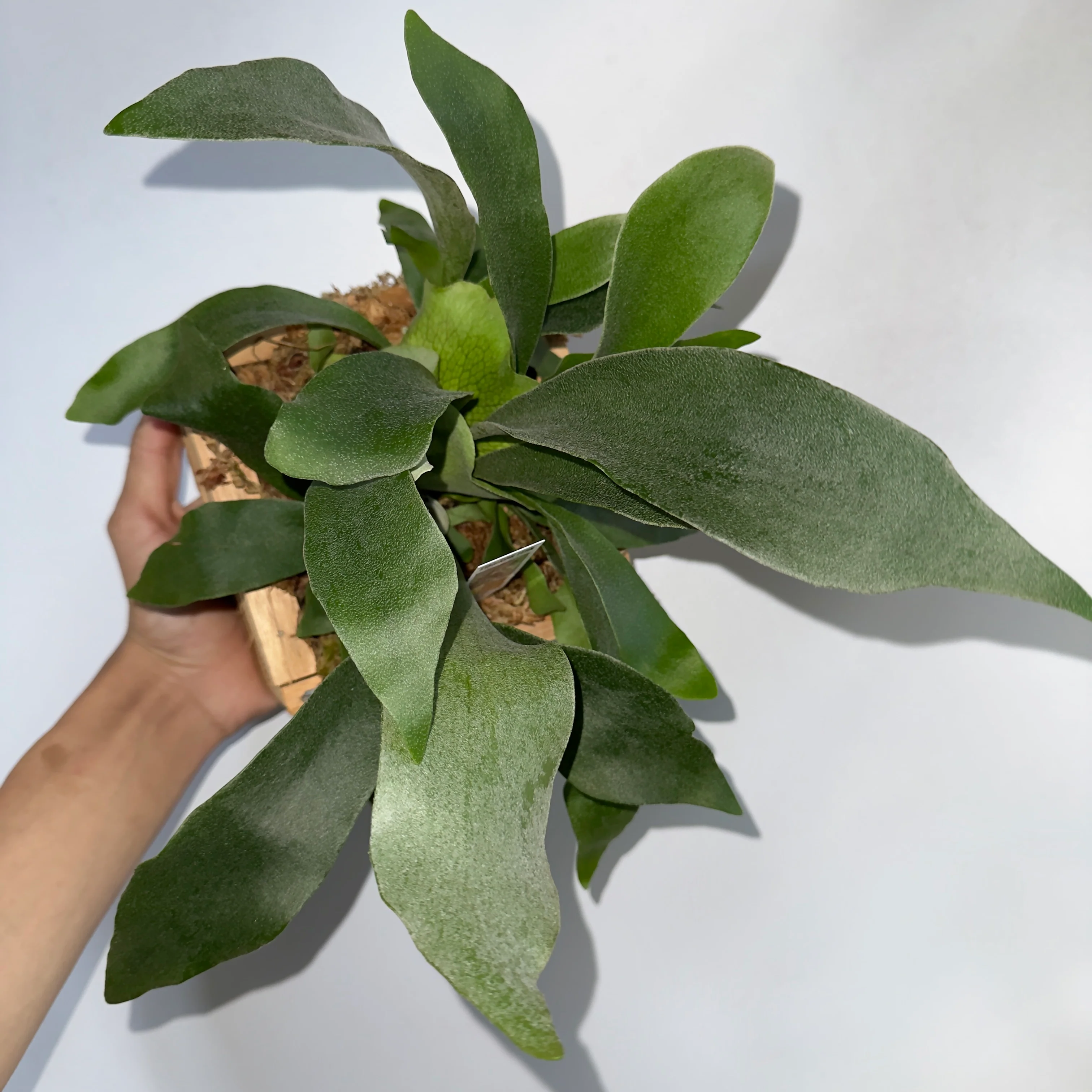 Platycerium Bifurcatum (Staghorn Fern) - Image 4