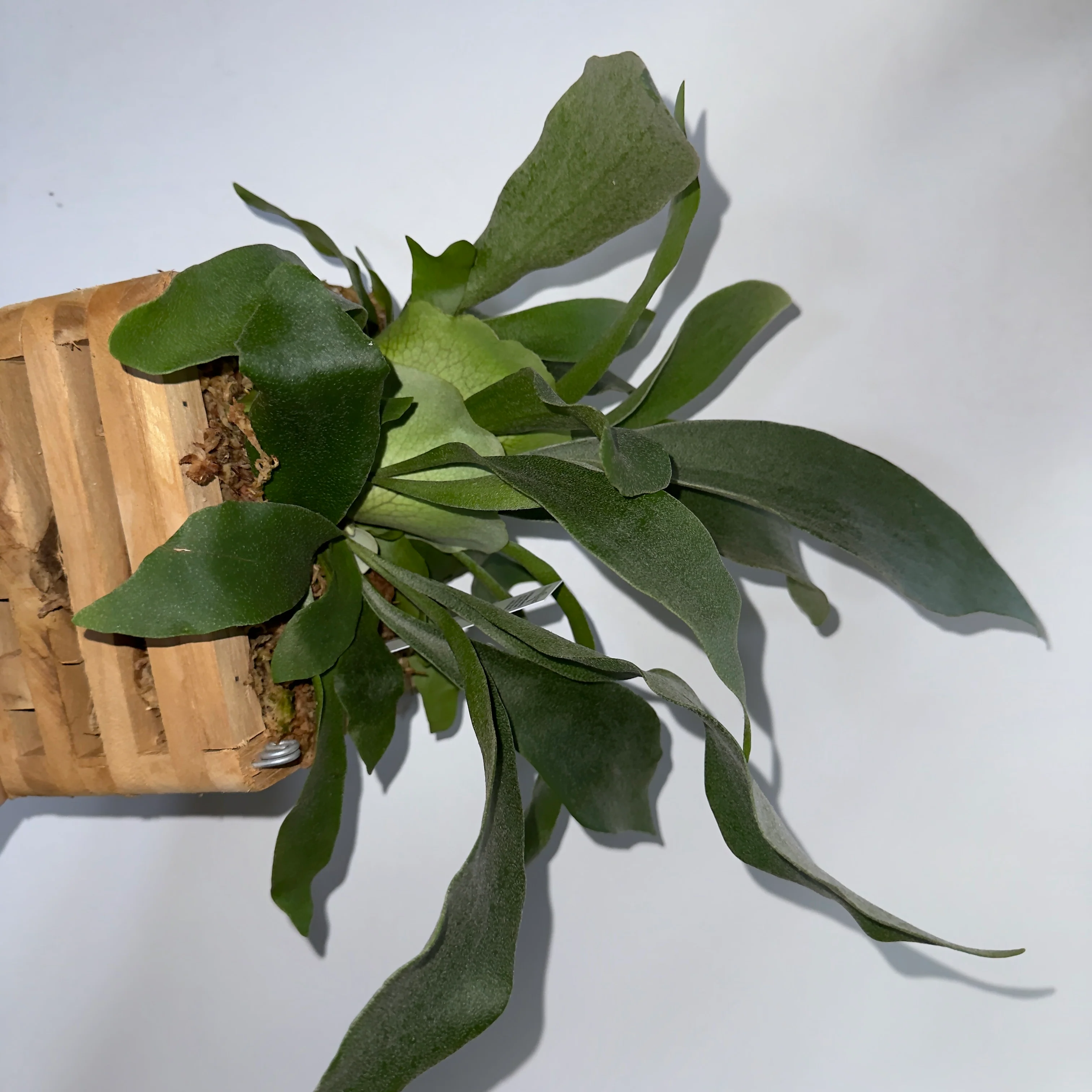 Platycerium Bifurcatum (Staghorn Fern) - Image 5