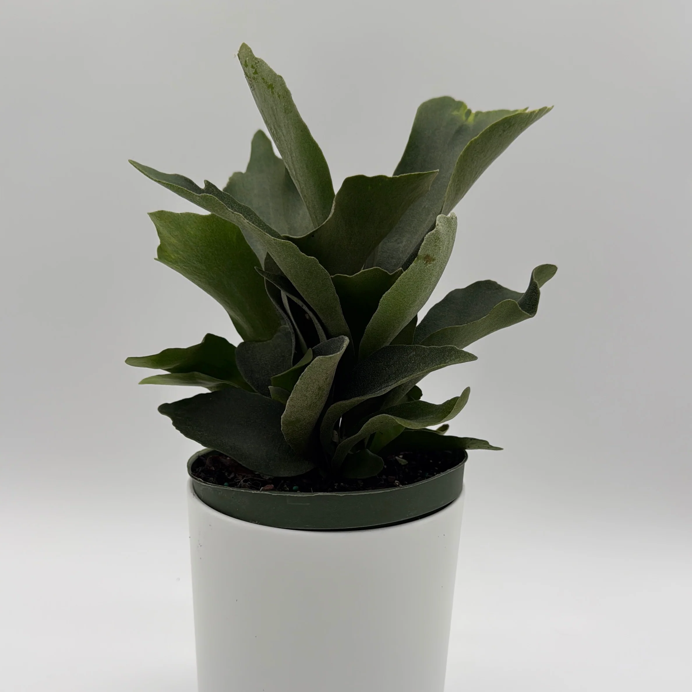 Platycerium Bifurcatum (Staghorn Fern) - Image 6