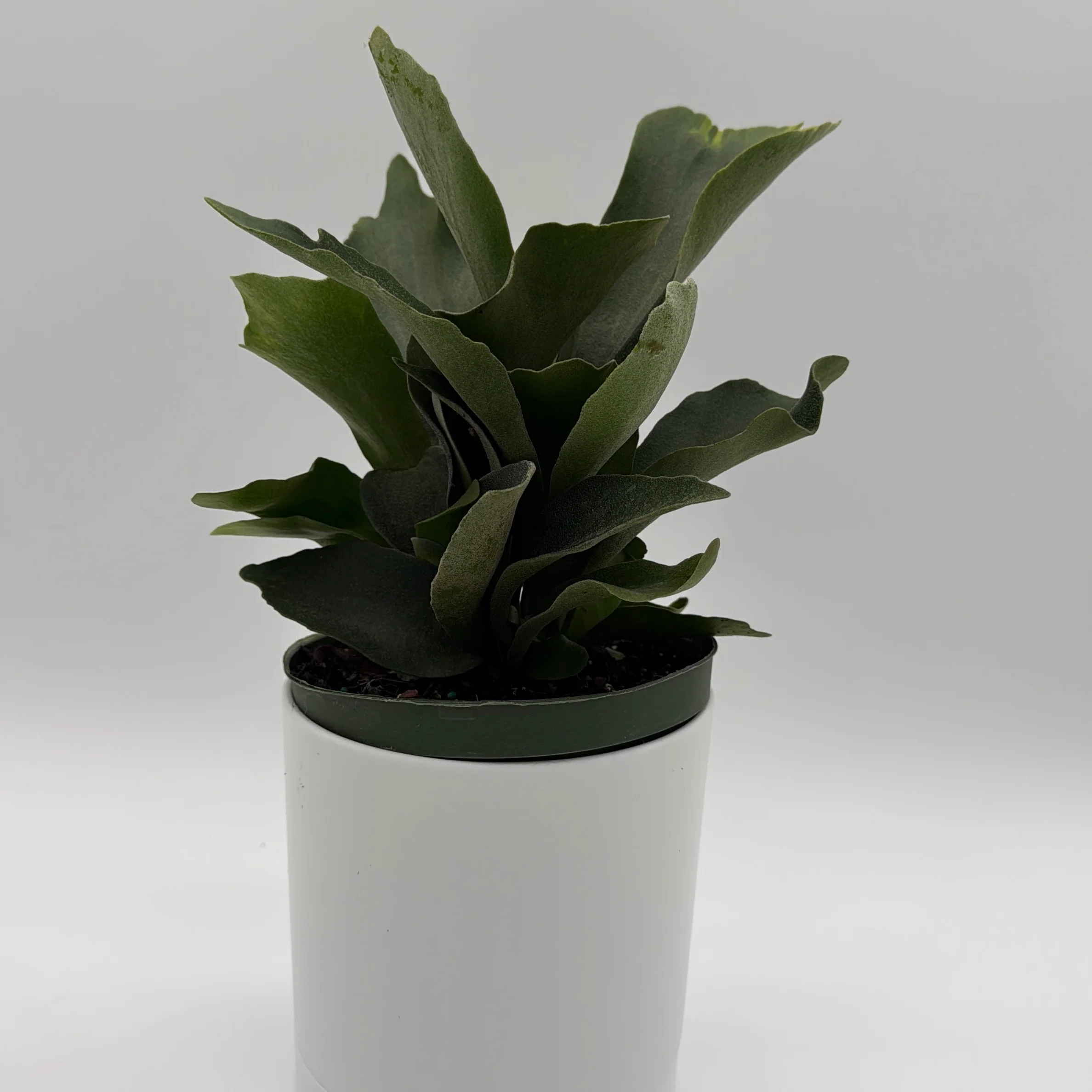Platycerium Bifurcatum (Staghorn Fern) - Image 7