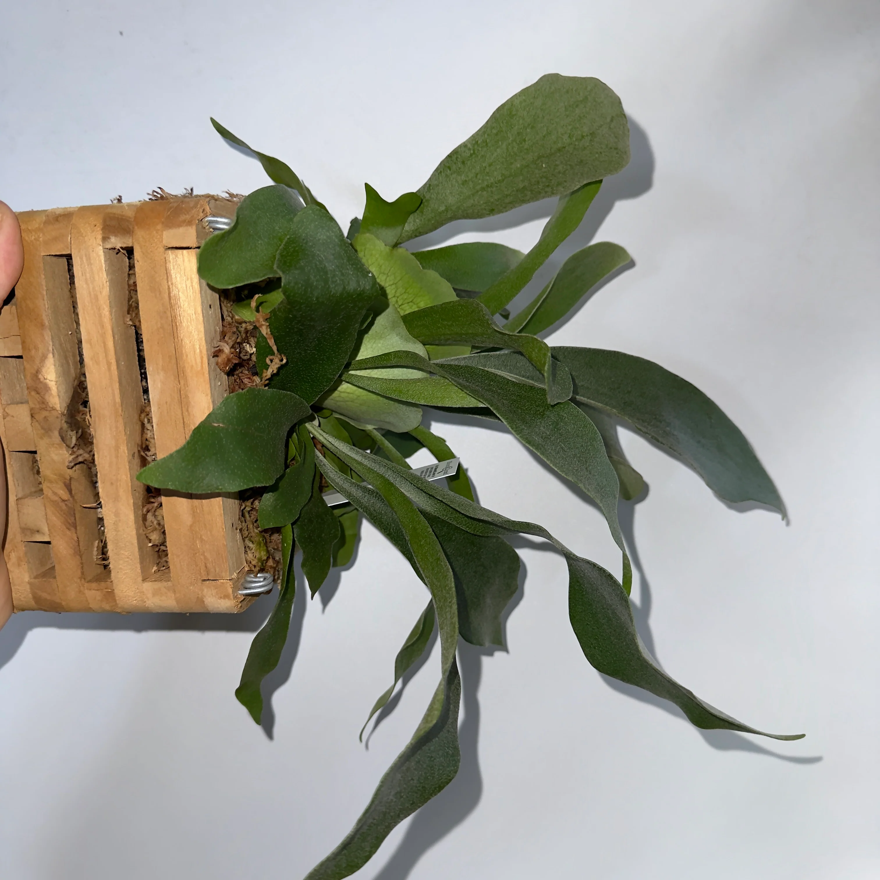 Platycerium Bifurcatum (Staghorn Fern) - Image 8