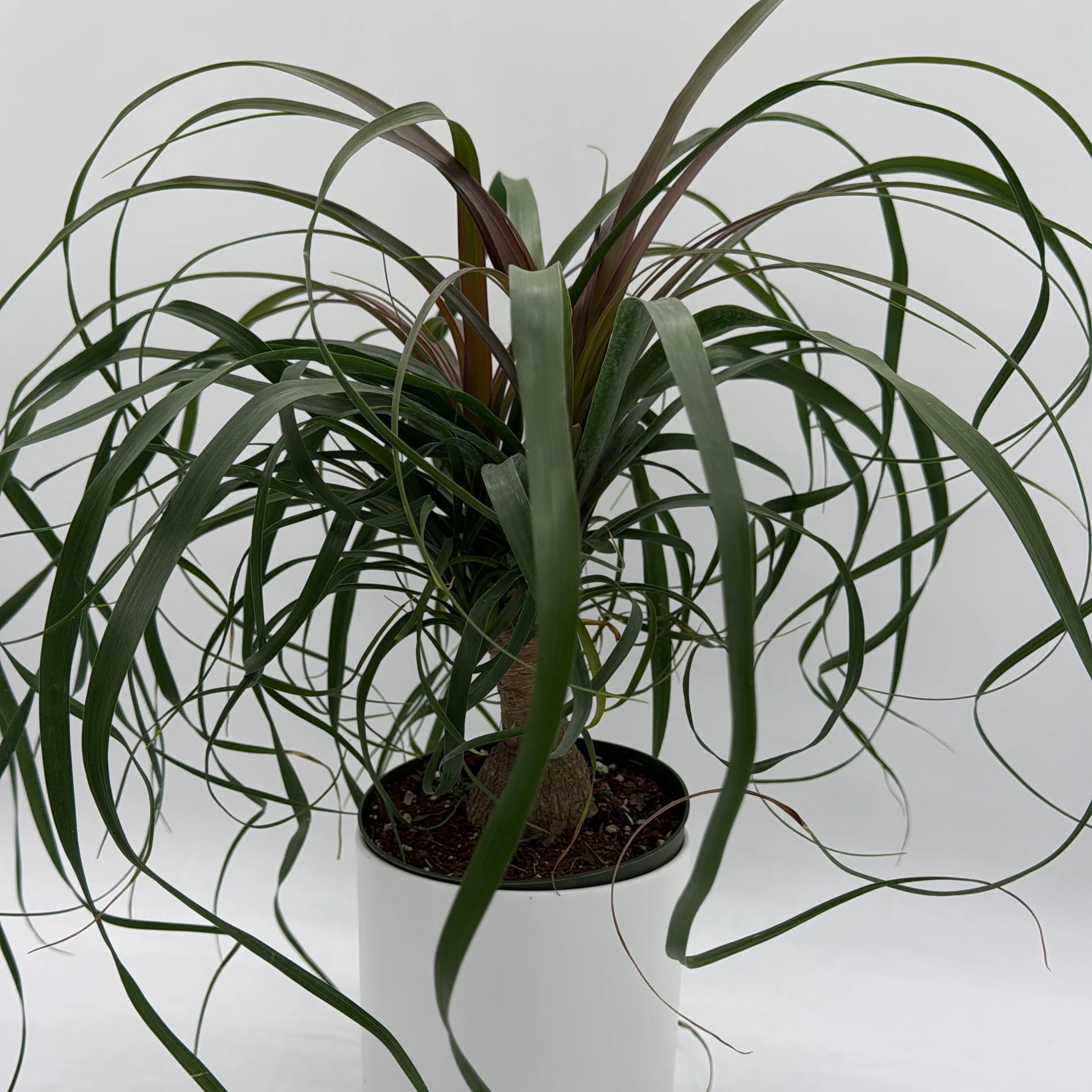 Ponytail Palm - Image 3