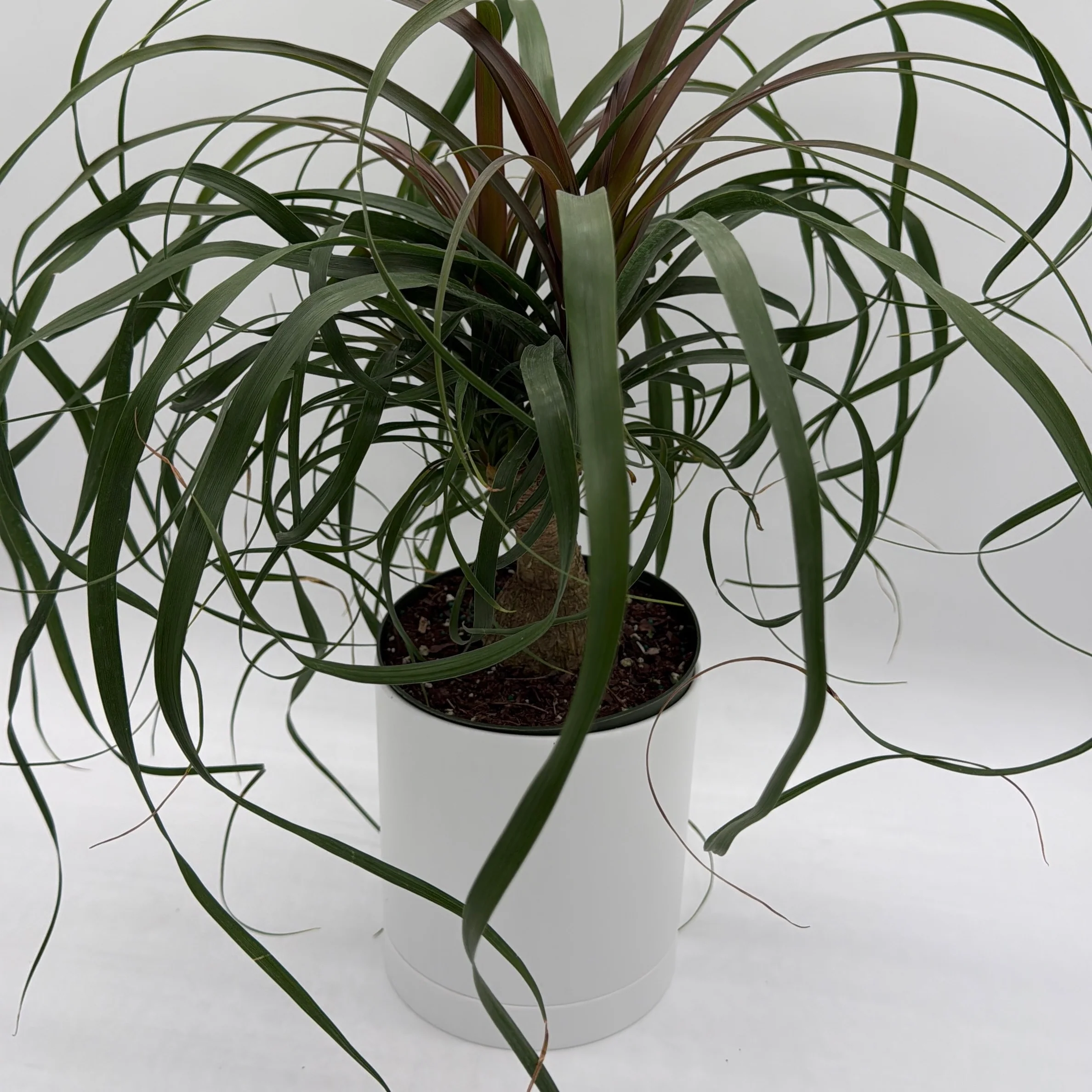Ponytail Palm - Image 4