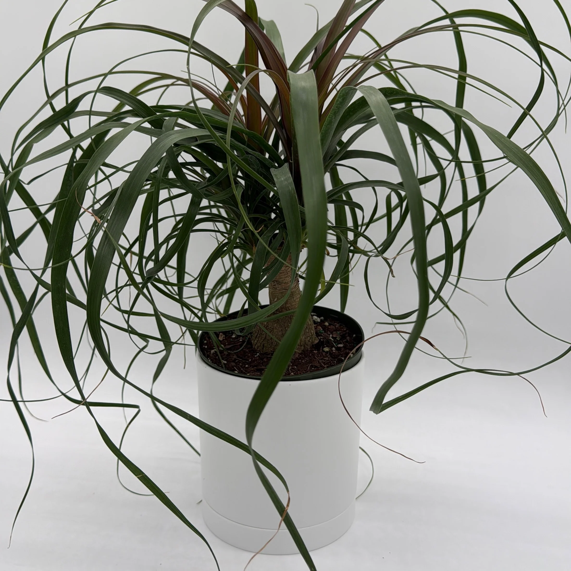 Ponytail Palm - Image 5
