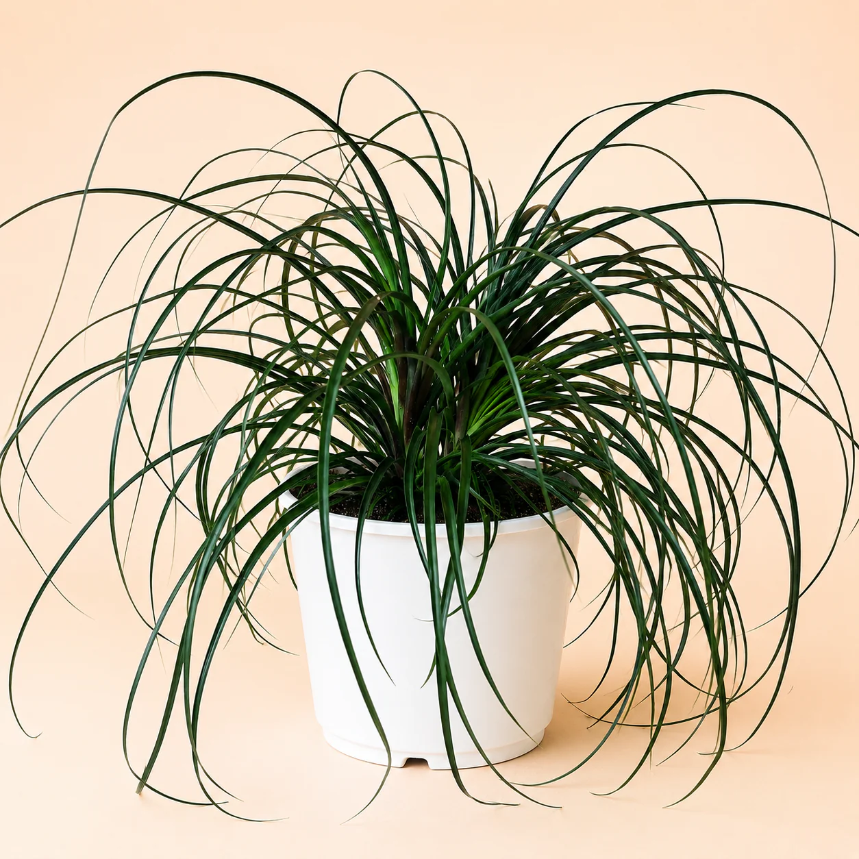 Ponytail Palm - Image 6