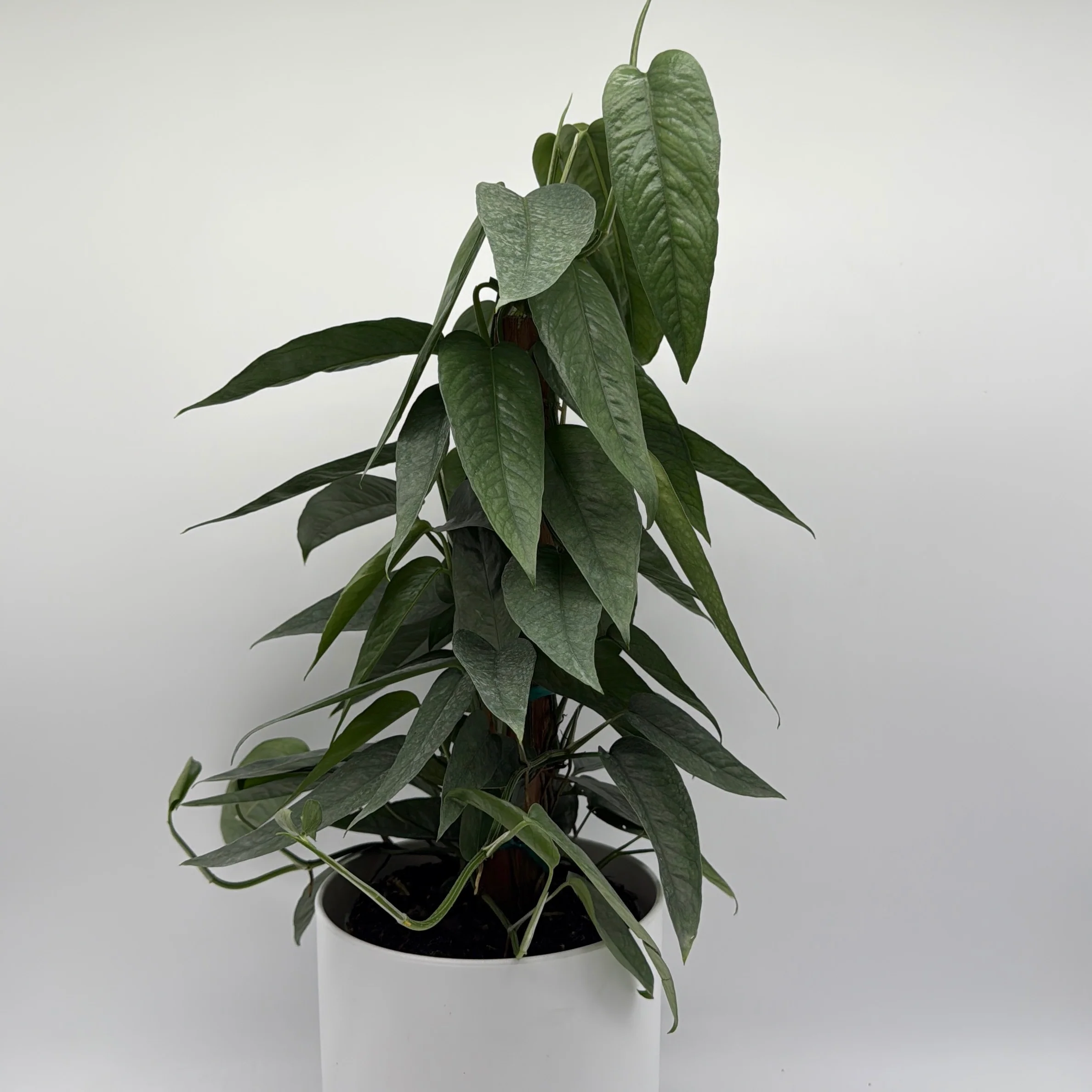 Pothos Cebu Blue - Image 10