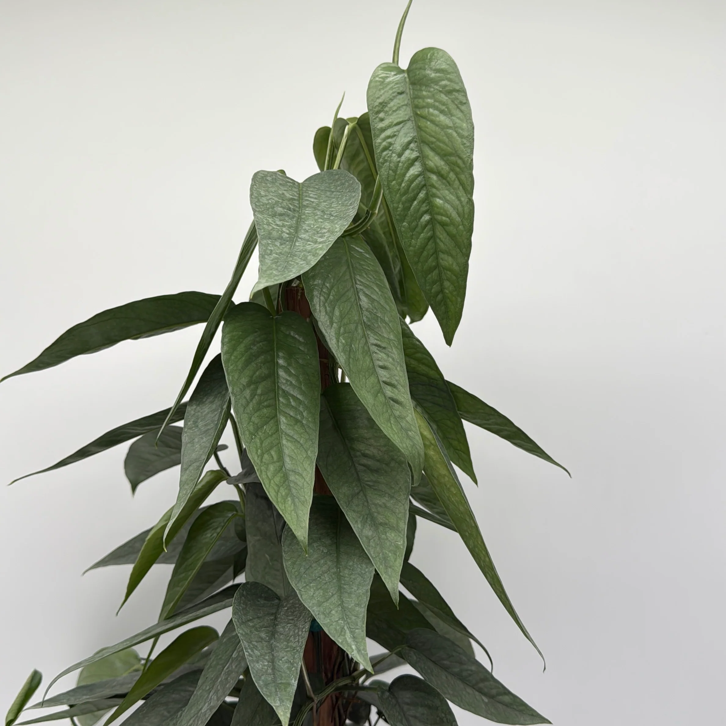 Pothos Cebu Blue - Image 11
