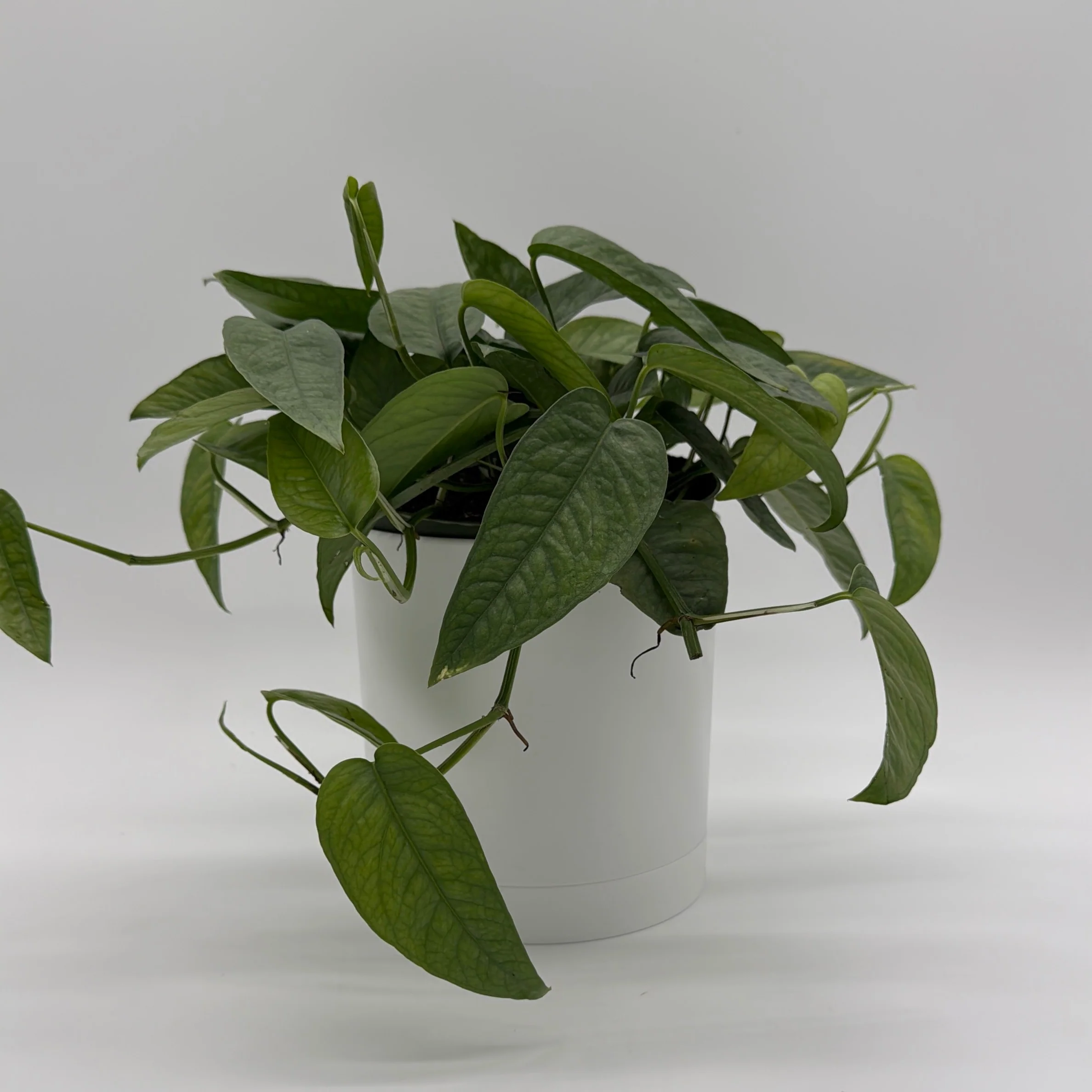 Pothos Cebu Blue - Image 3