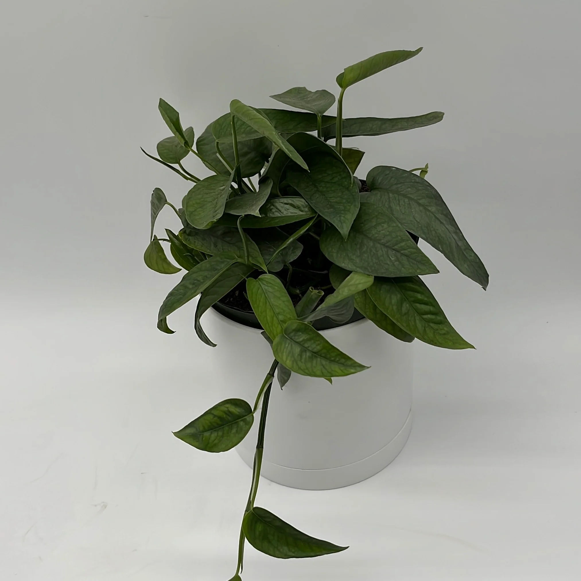 Pothos Cebu Blue - Image 4