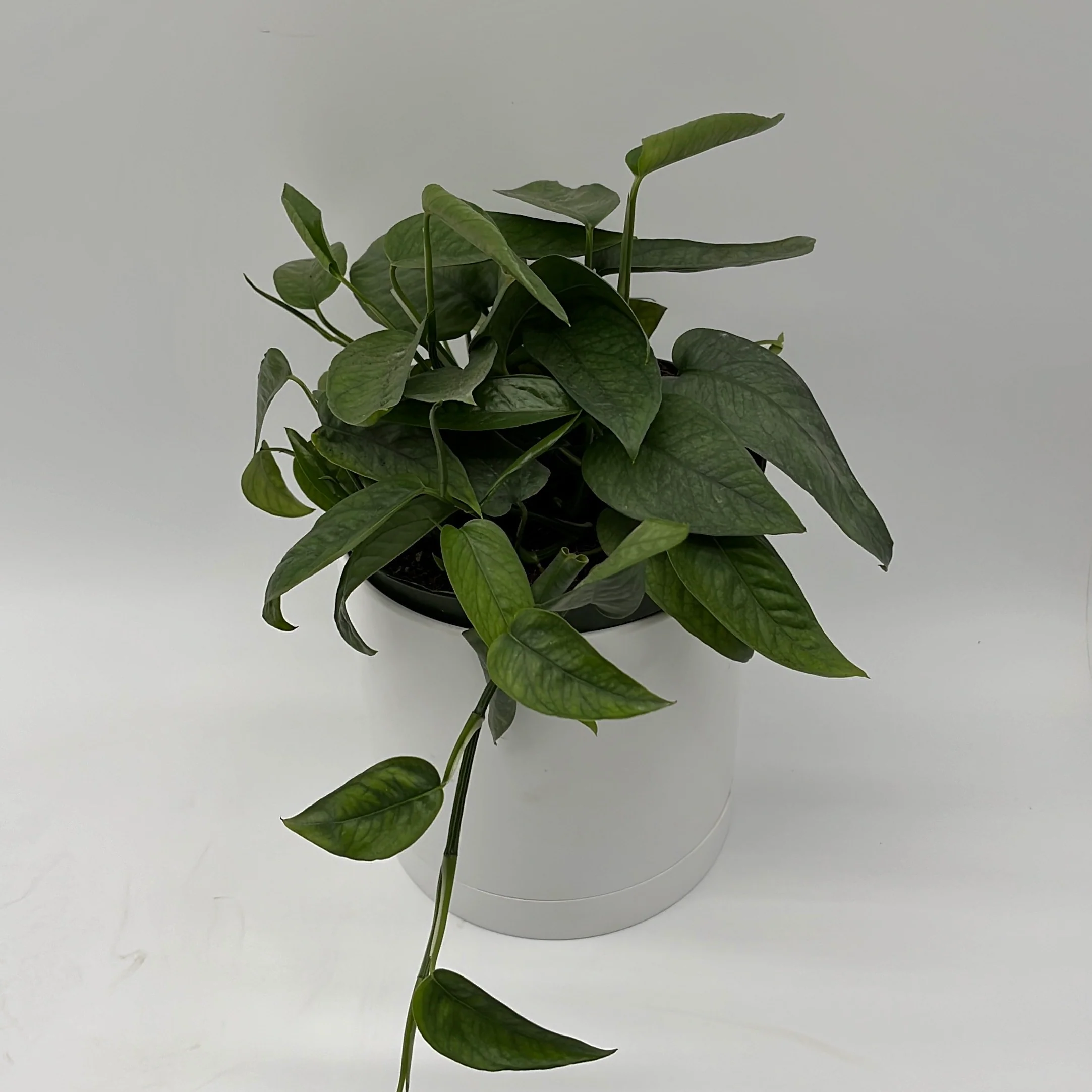 Pothos Cebu Blue - Image 5