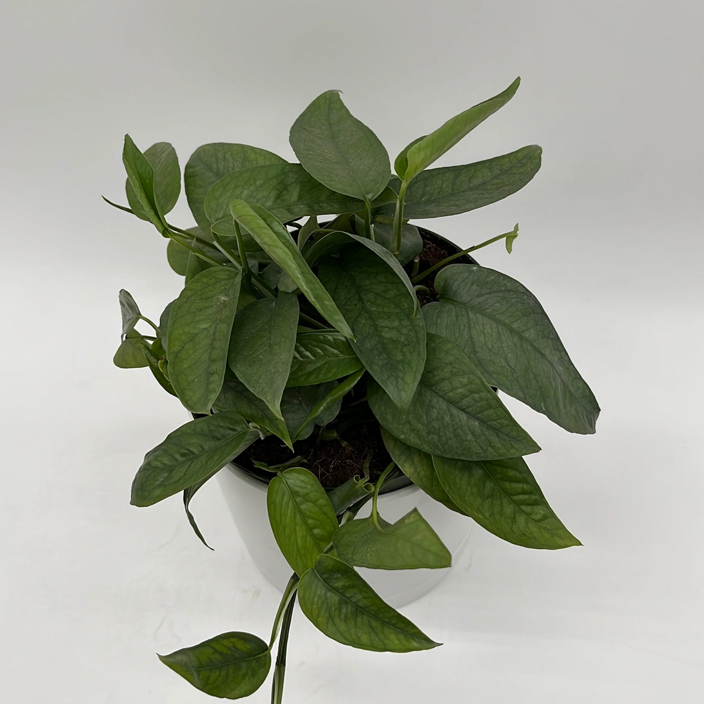 Pothos Cebu Blue - Image 6
