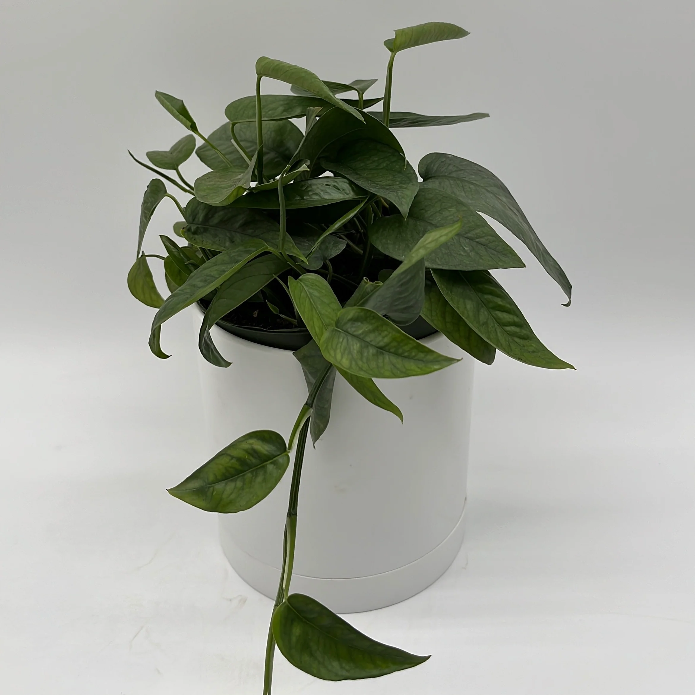 Pothos Cebu Blue - Image 7