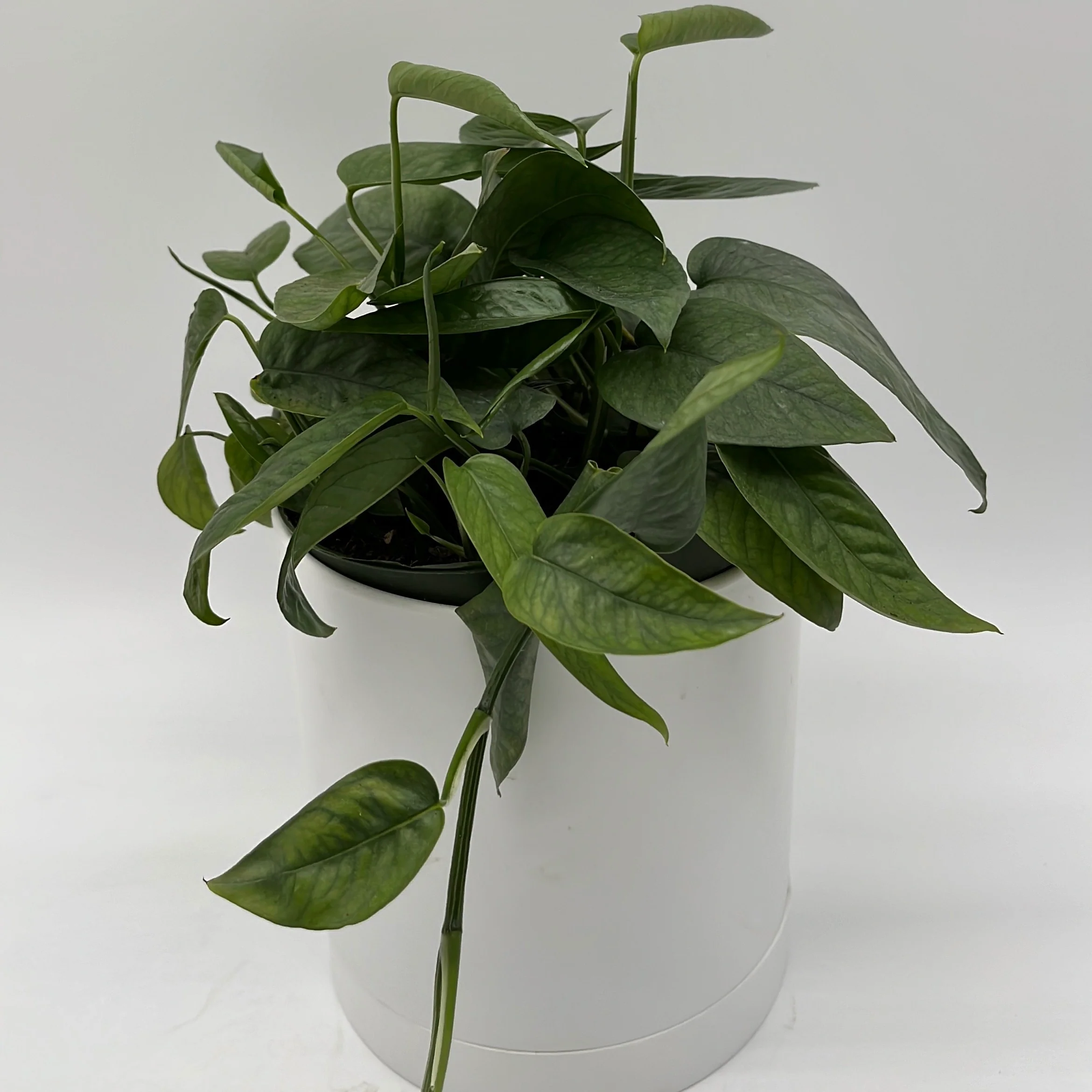 Pothos Cebu Blue - Image 8