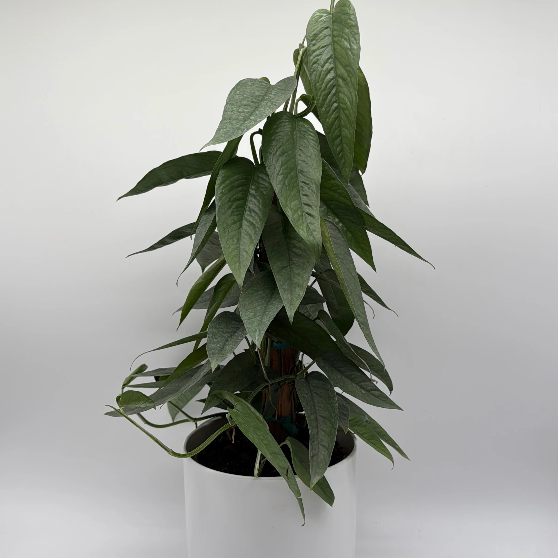 Pothos Cebu Blue - Image 9