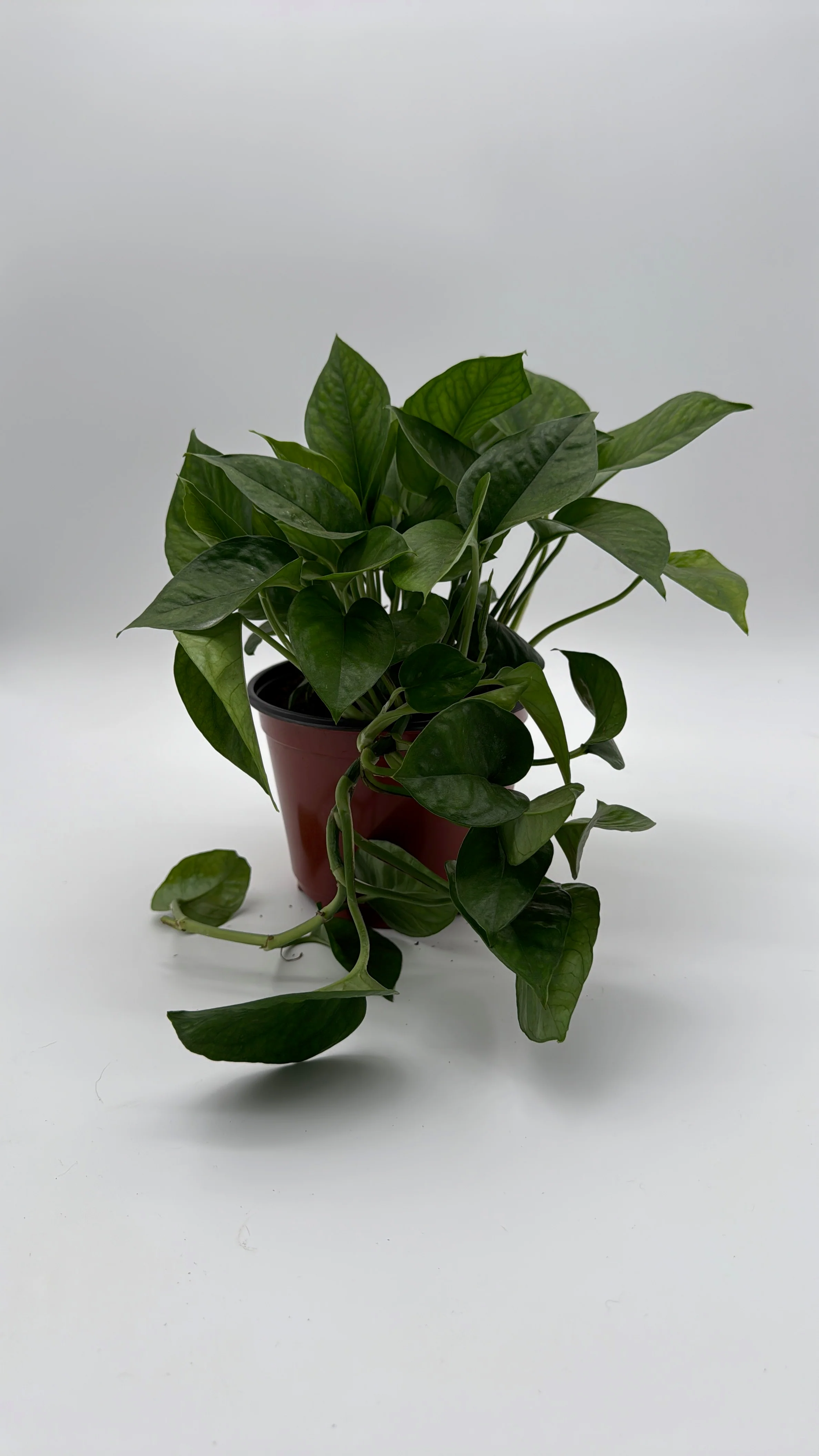Pothos Global Green - Image 3