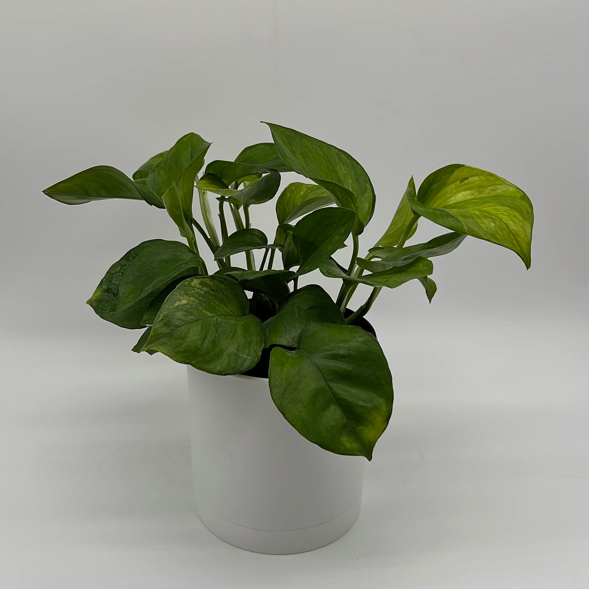 Pothos Guacamole