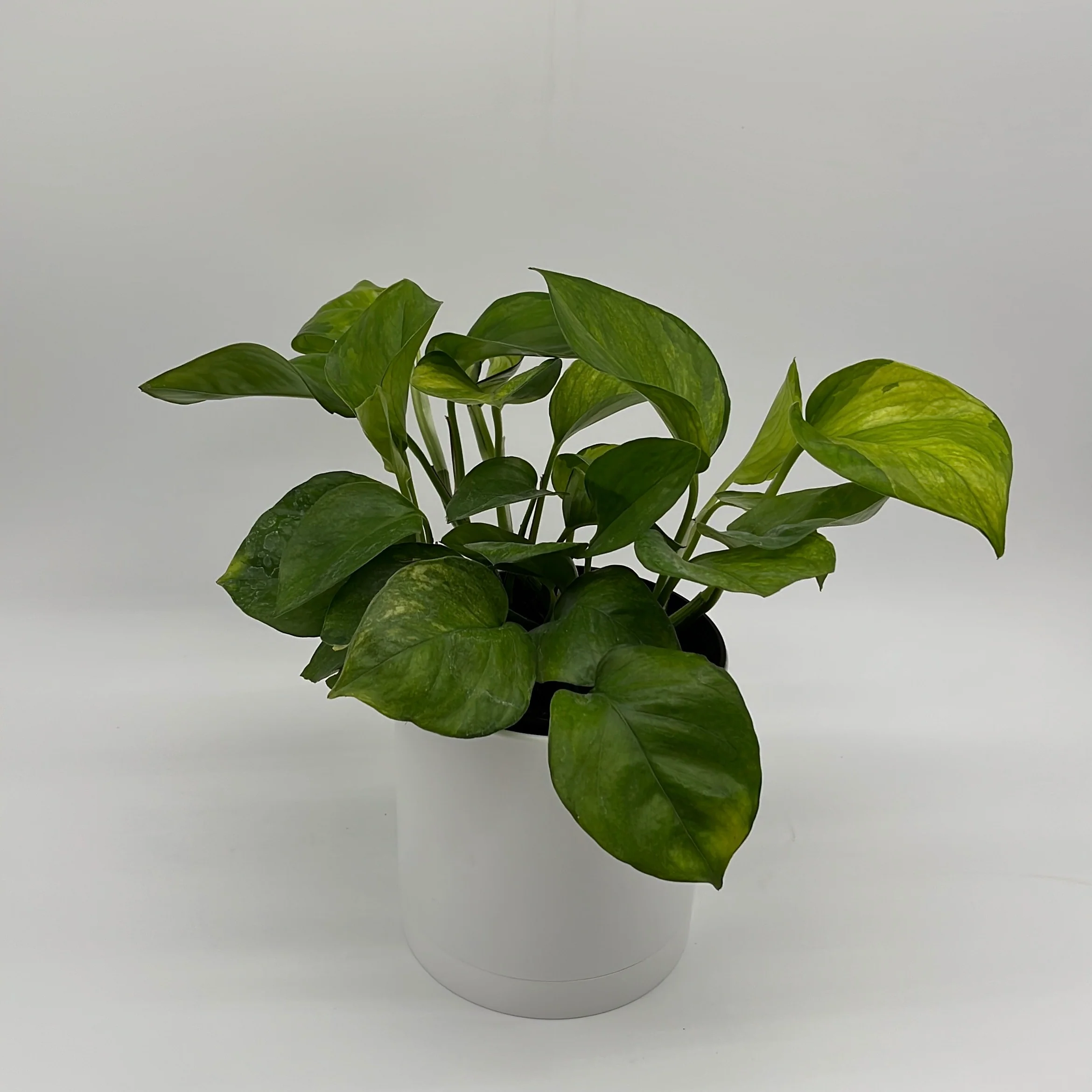 Pothos Guacamole - Image 2