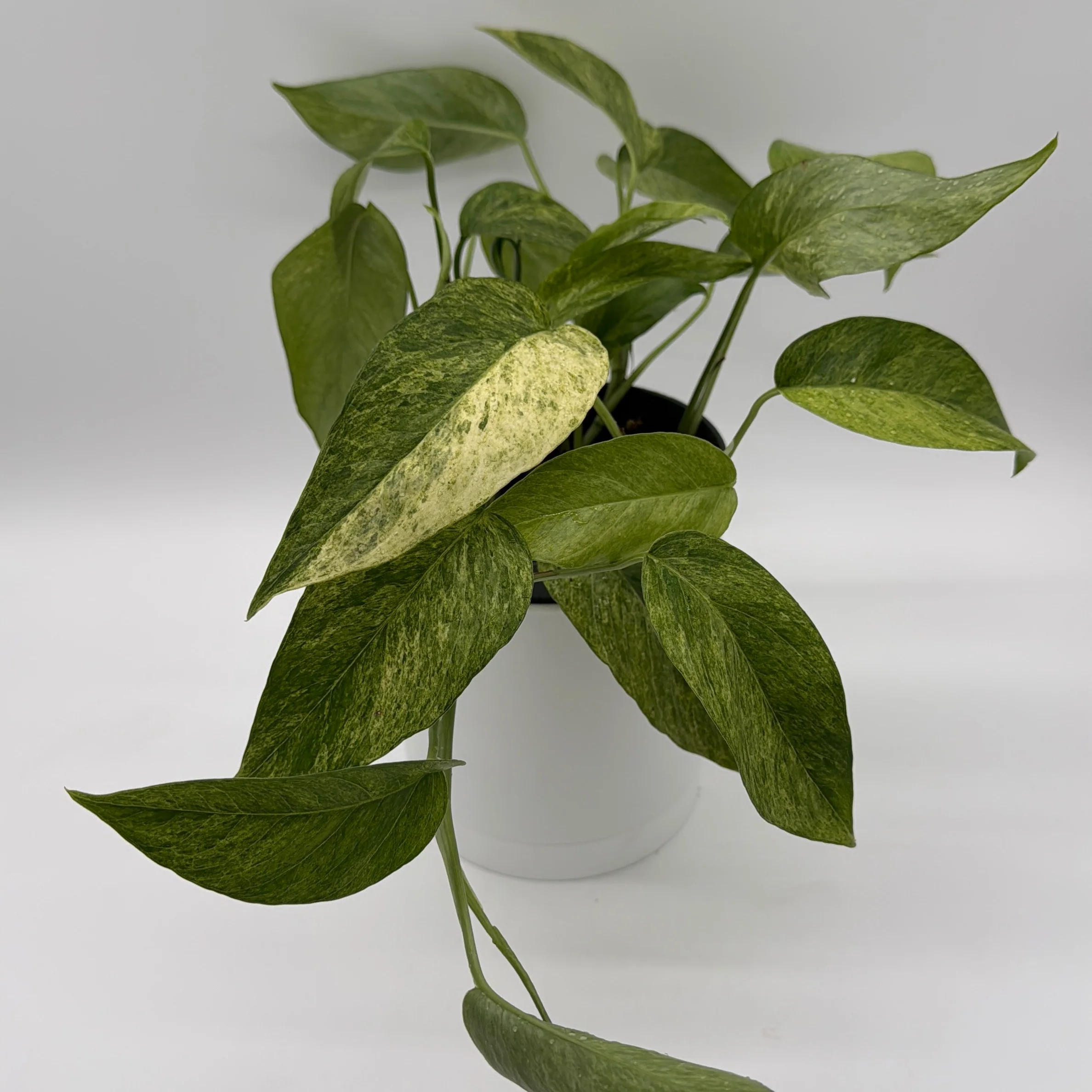 Pothos Jungle Mint